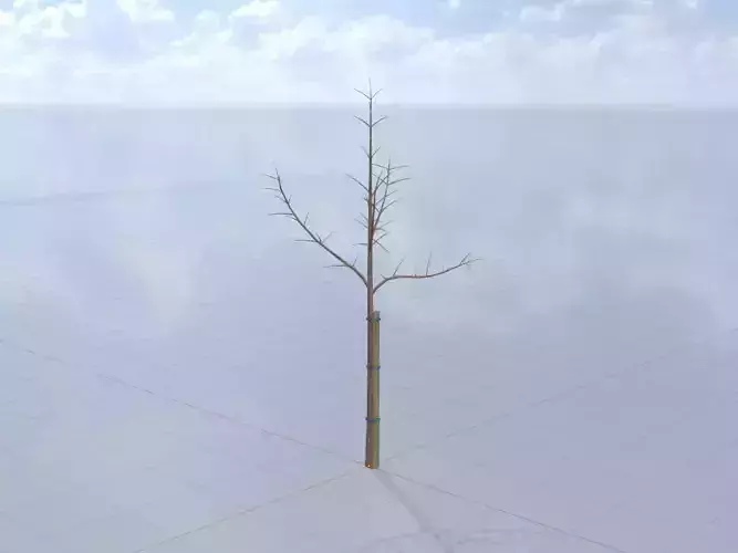 Empress tree winter 5000mm Low-poly 3D model
