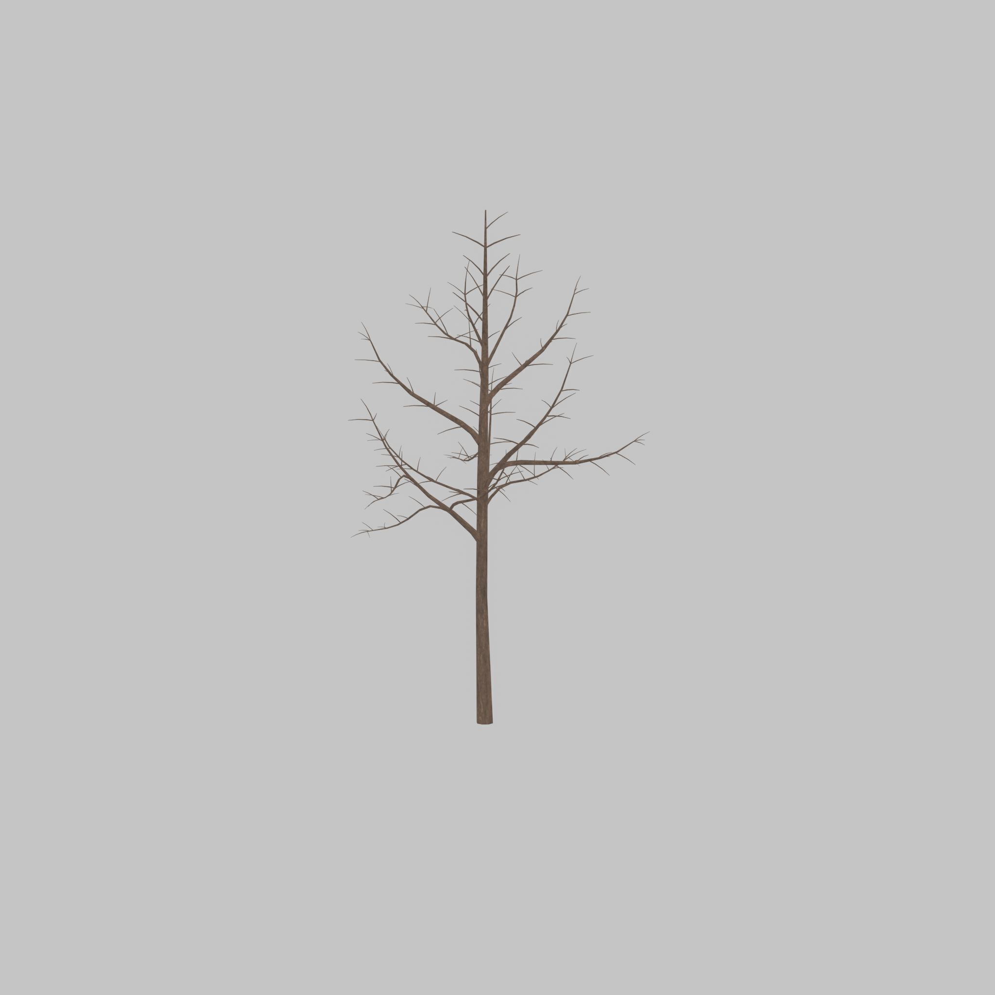 Empress tree winter 8000mm Low-poly 3D model_31