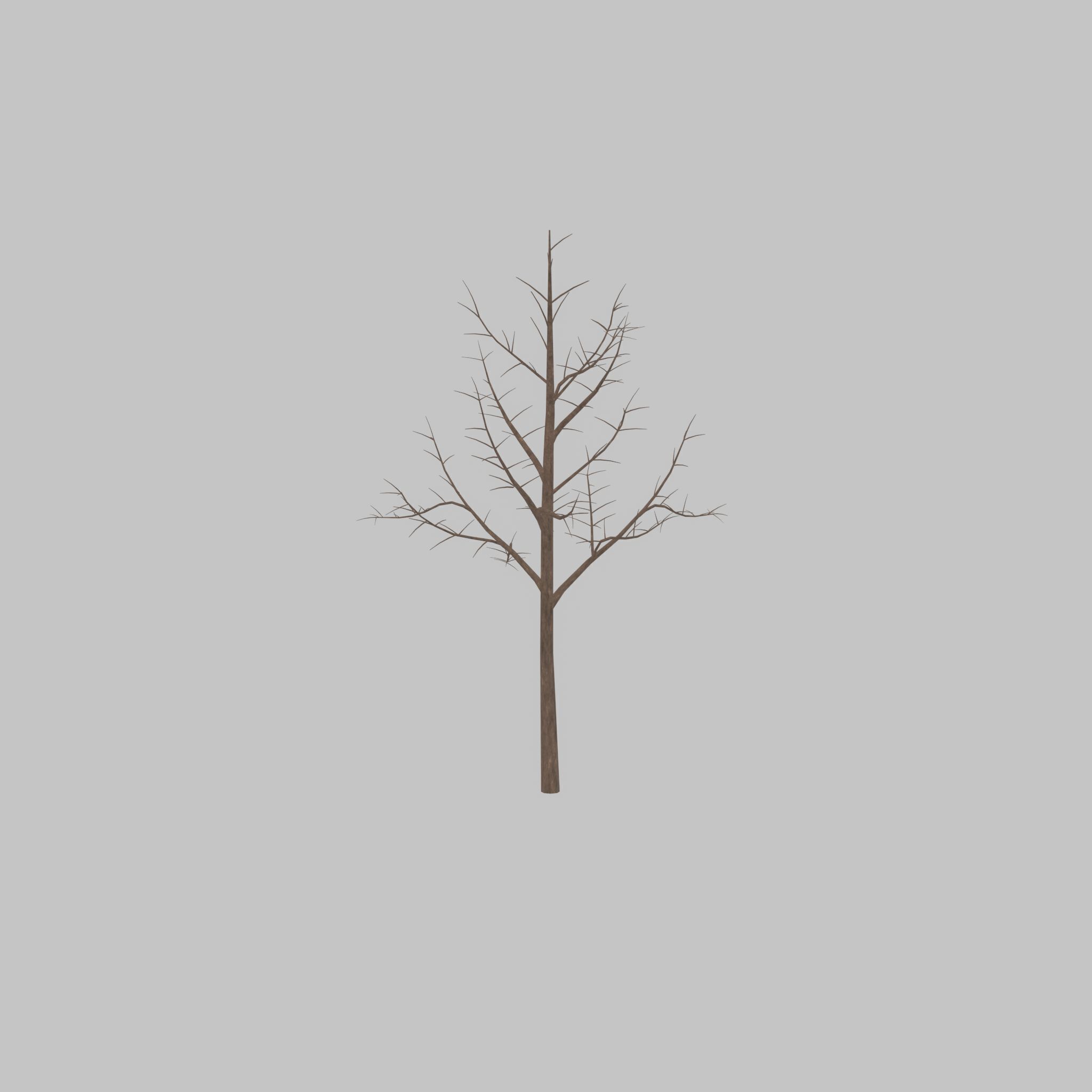 Empress tree winter 8000mm Low-poly 3D model_43
