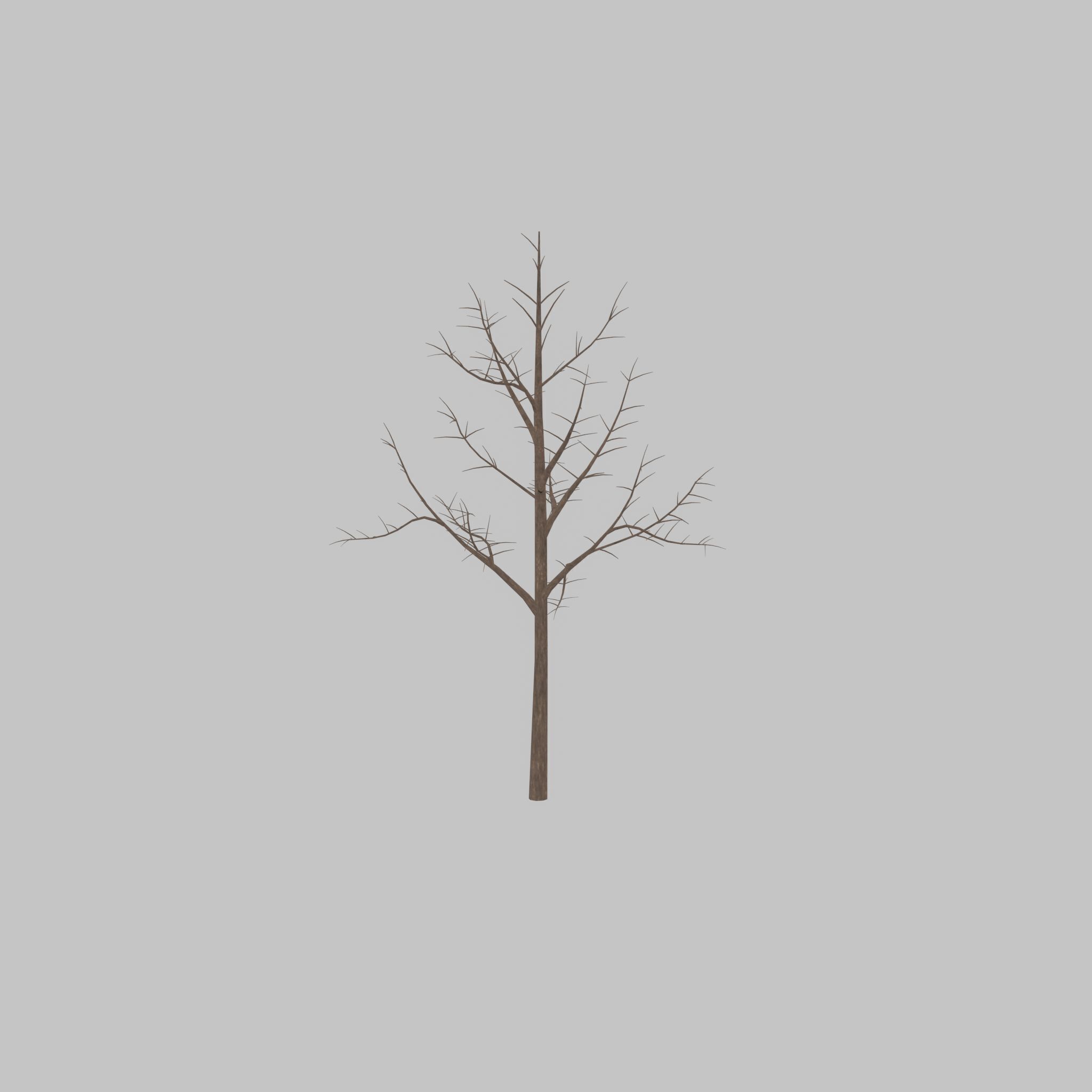 Empress tree winter 8000mm Low-poly 3D model_23