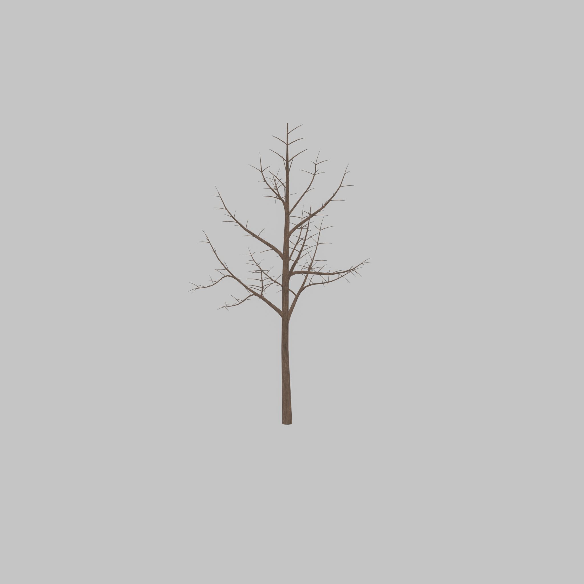 Empress tree winter 8000mm Low-poly 3D model_46