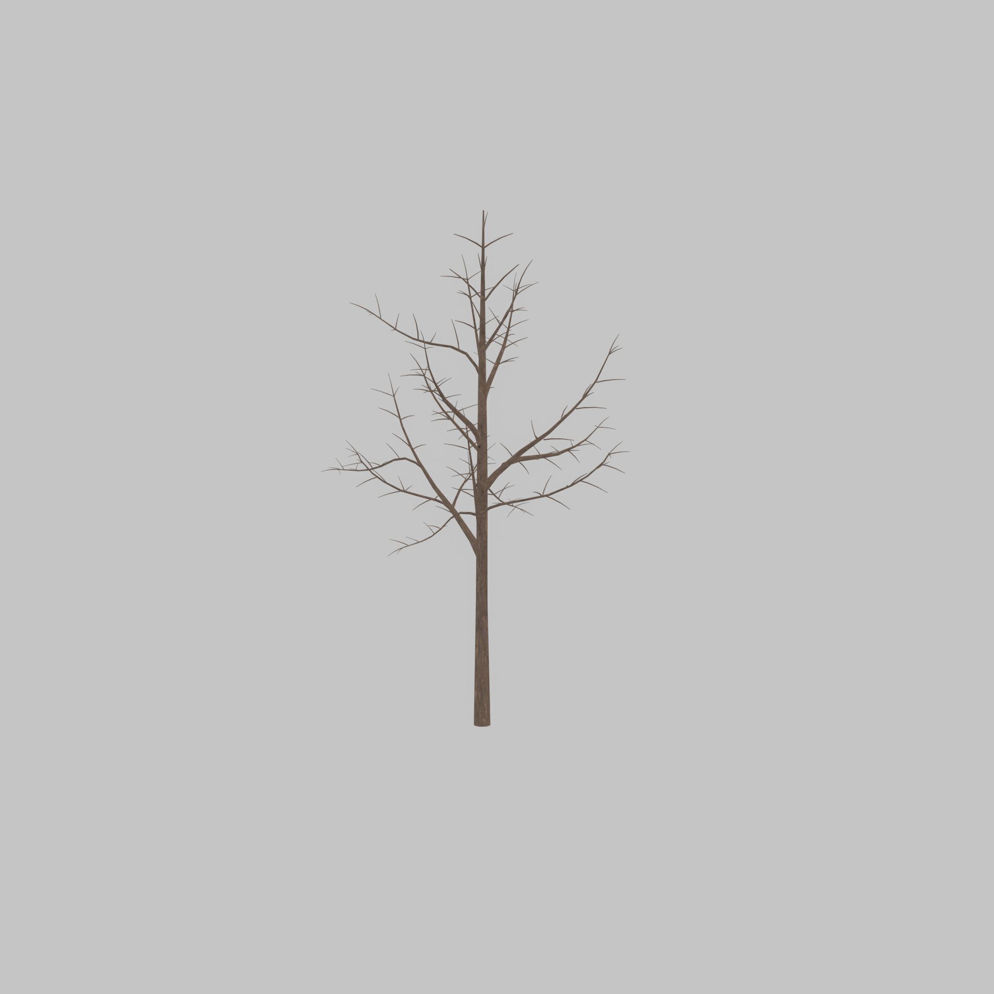 Empress tree winter 8000mm Low-poly 3D model_42