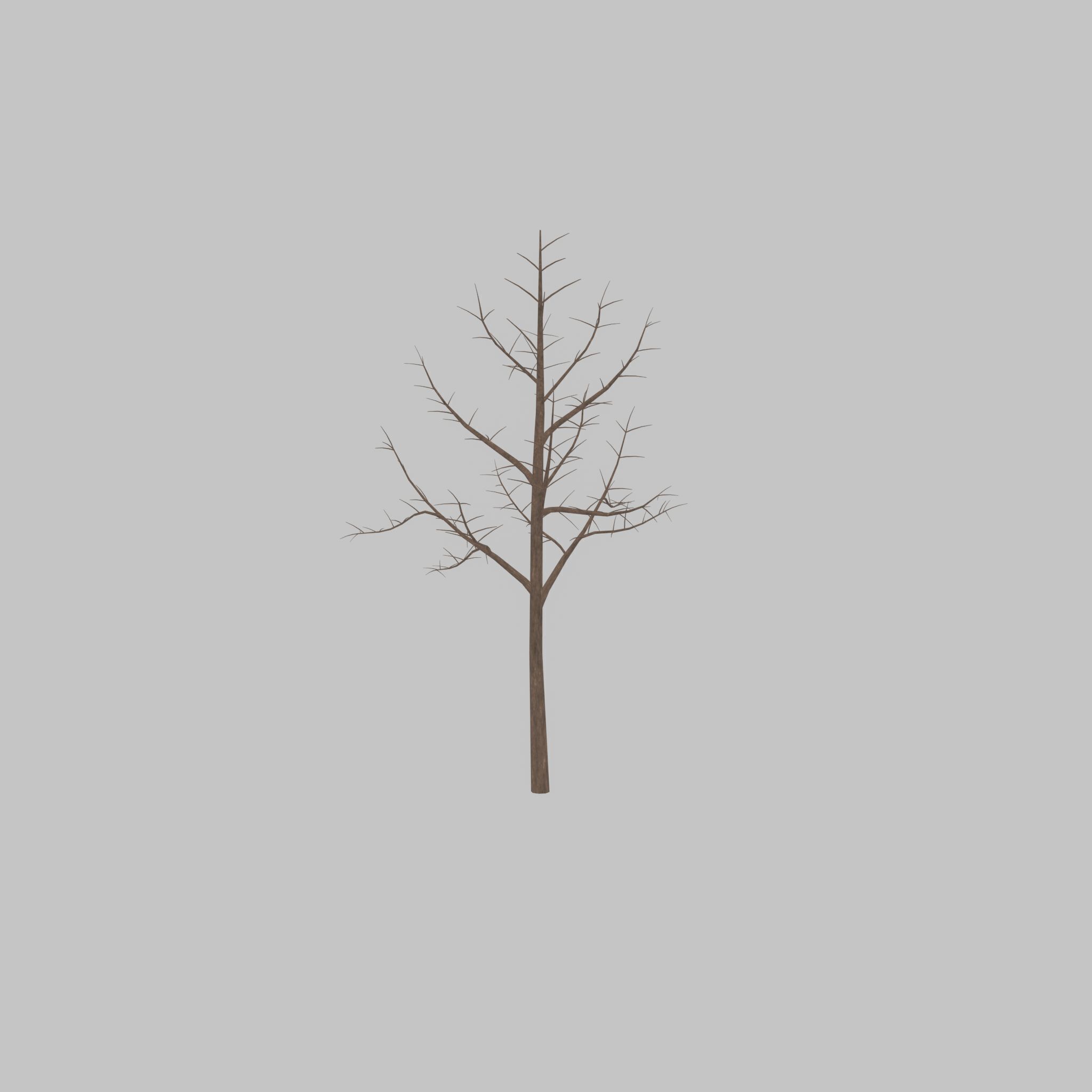 Empress tree winter 8000mm Low-poly 3D model_40