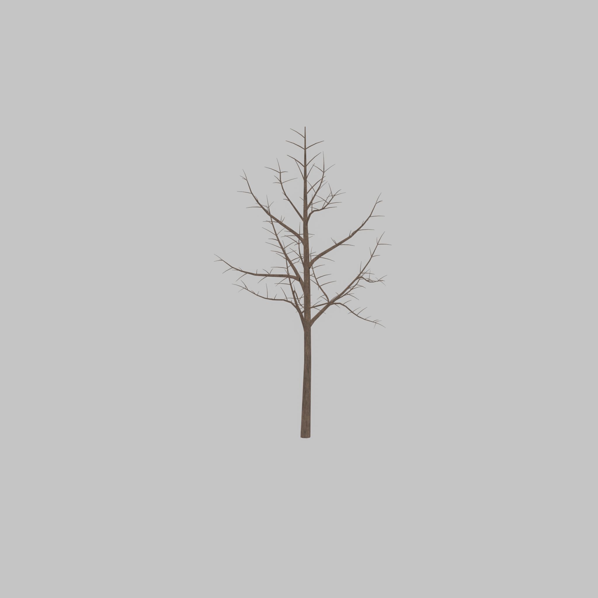 Empress tree winter 8000mm Low-poly 3D model_24