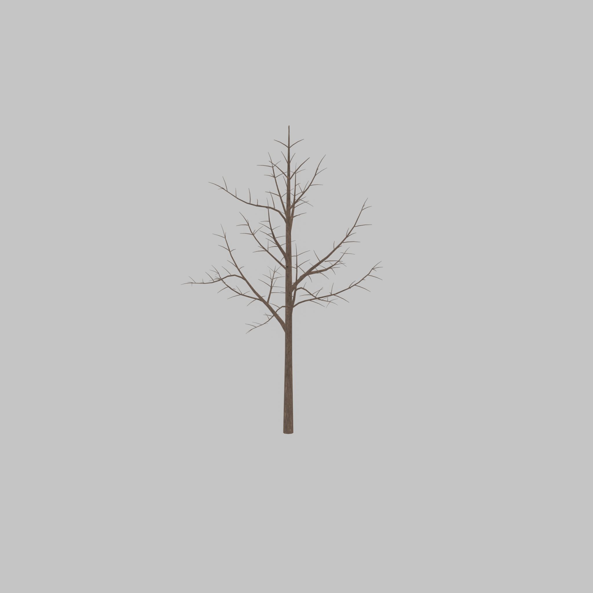 Empress tree winter 8000mm Low-poly 3D model_47