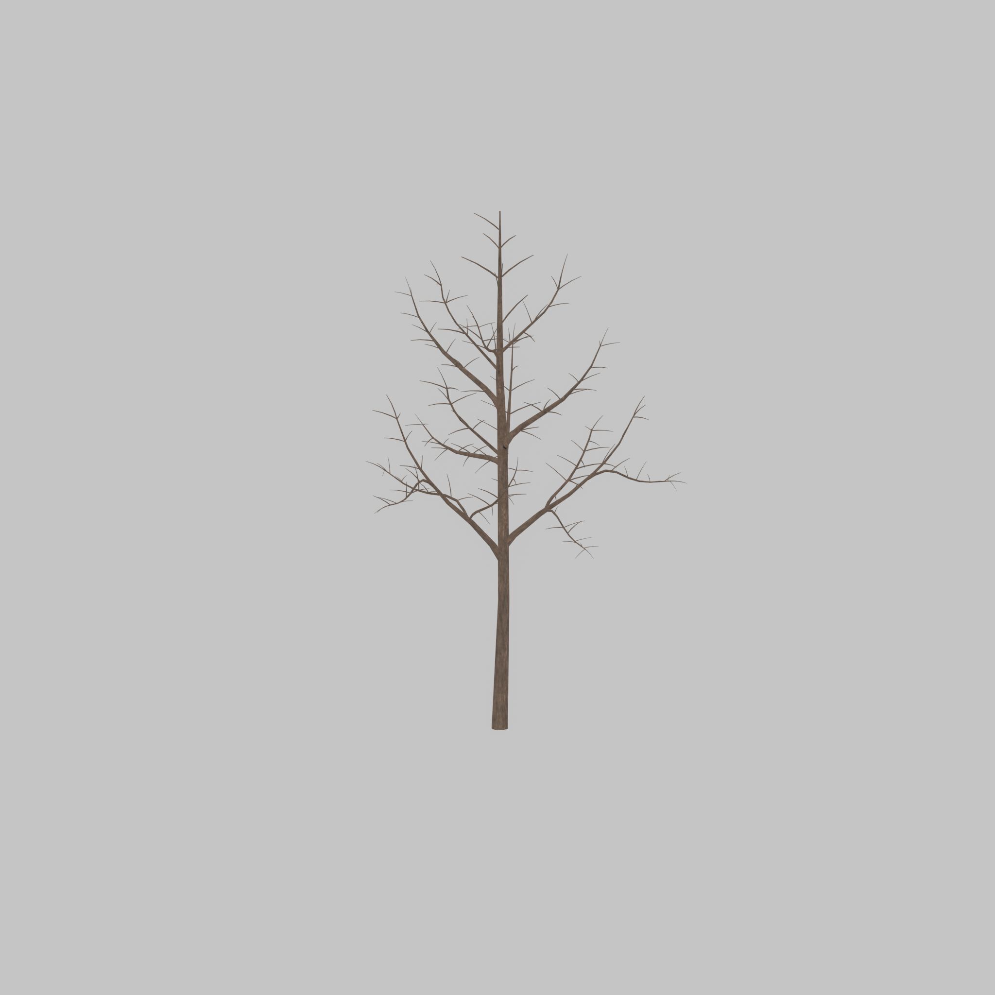 Empress tree winter 8000mm Low-poly 3D model_27