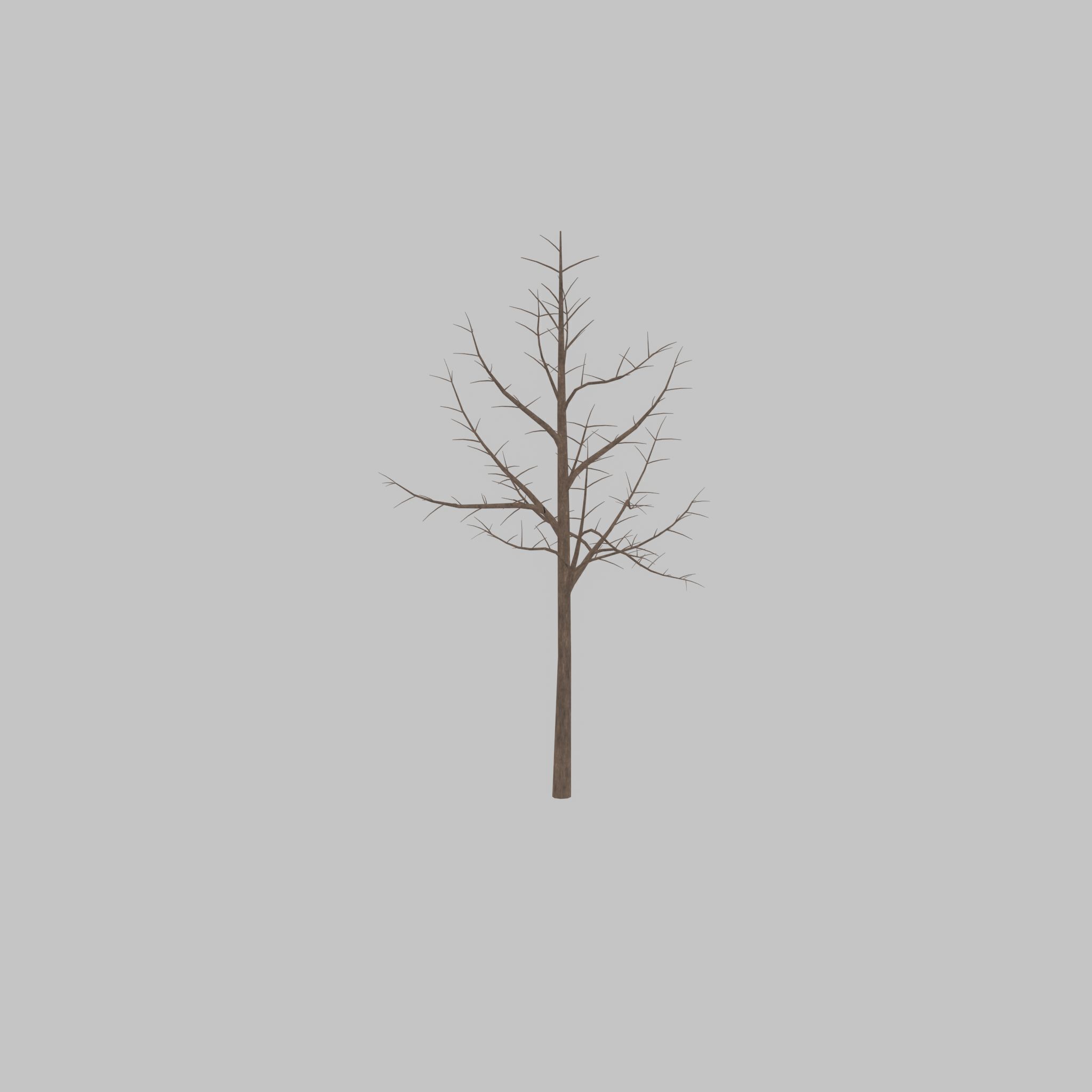 Empress tree winter 8000mm Low-poly 3D model_41