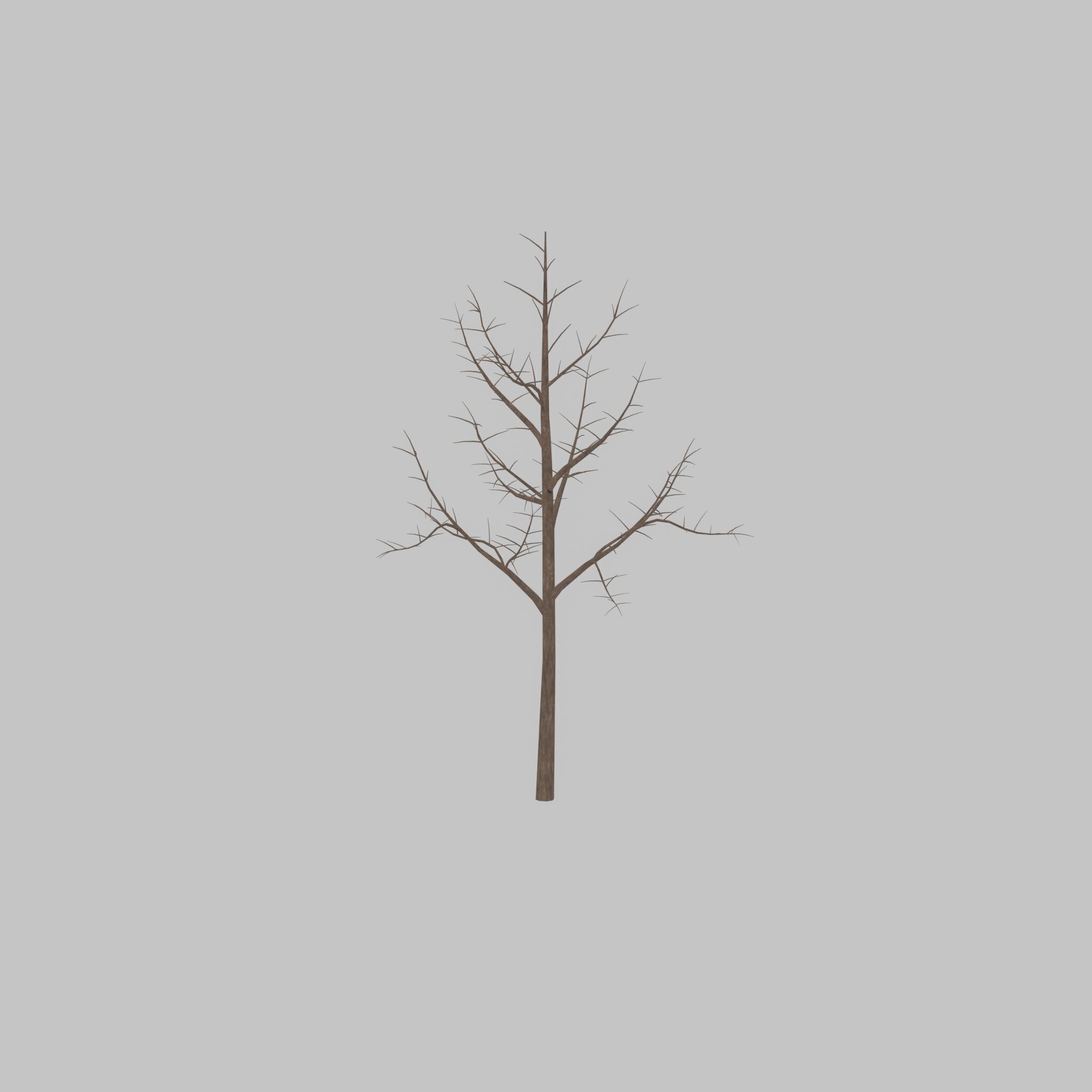Empress tree winter 8000mm Low-poly 3D model_26