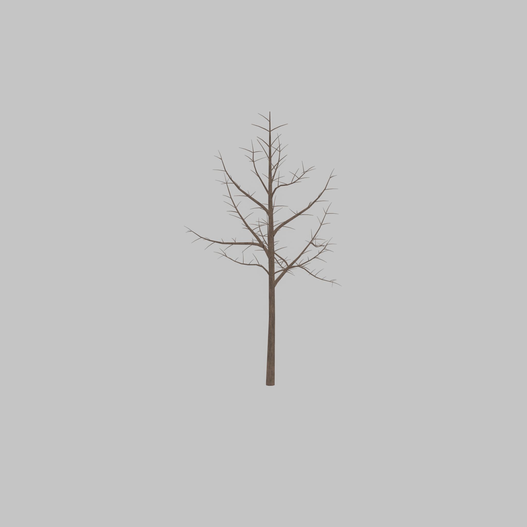 Empress tree winter 8000mm Low-poly 3D model_25