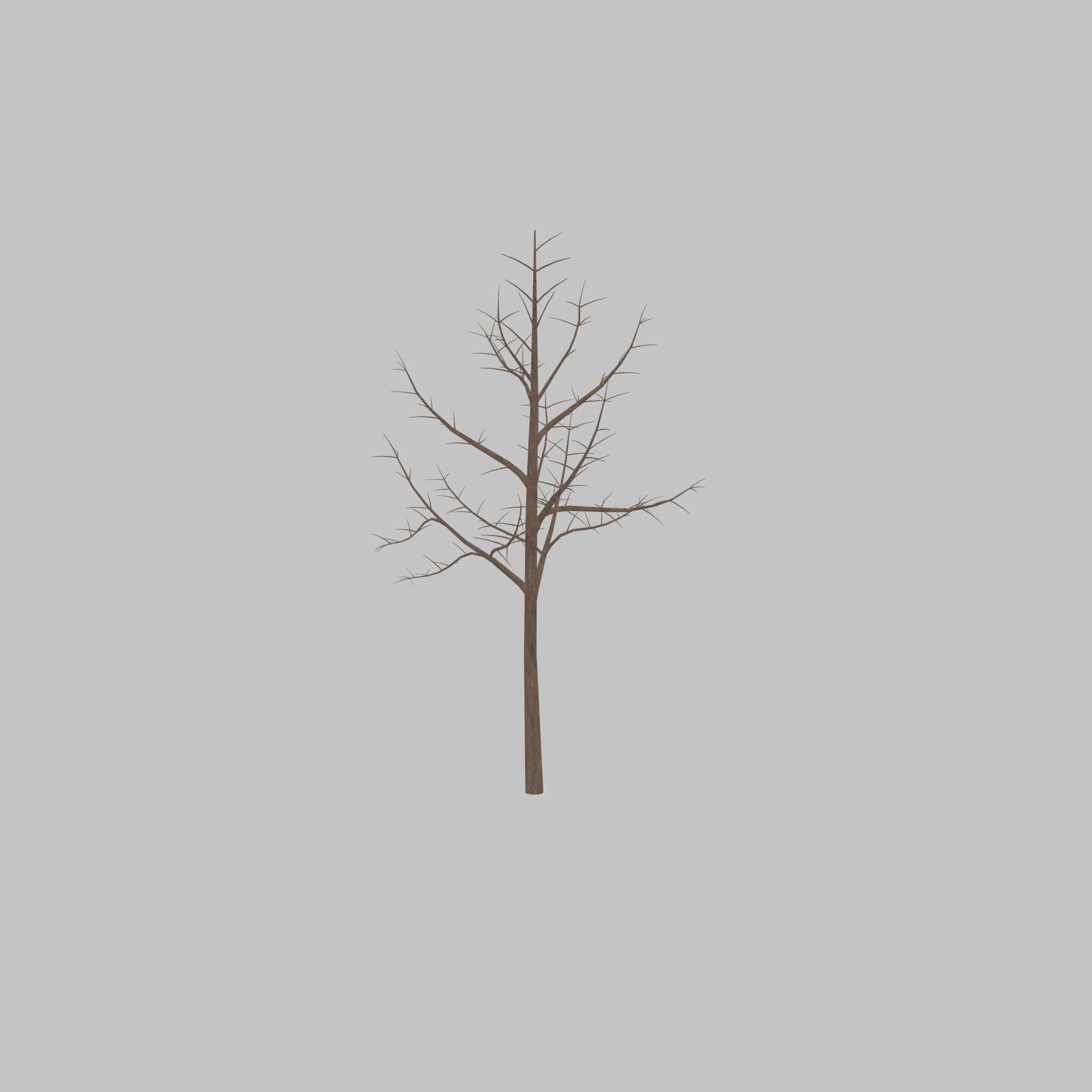 Empress tree winter 8000mm Low-poly 3D model_38