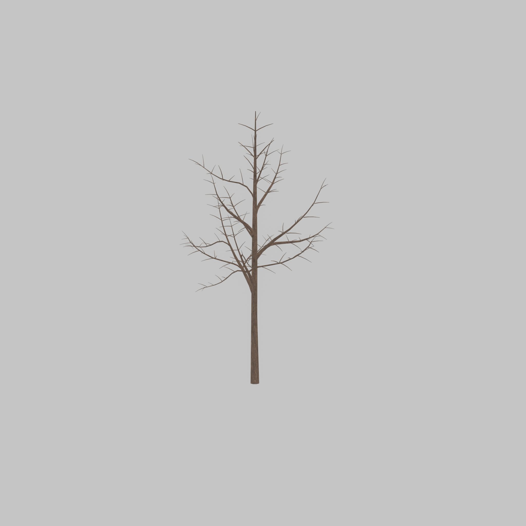 Empress tree winter 8000mm Low-poly 3D model_36