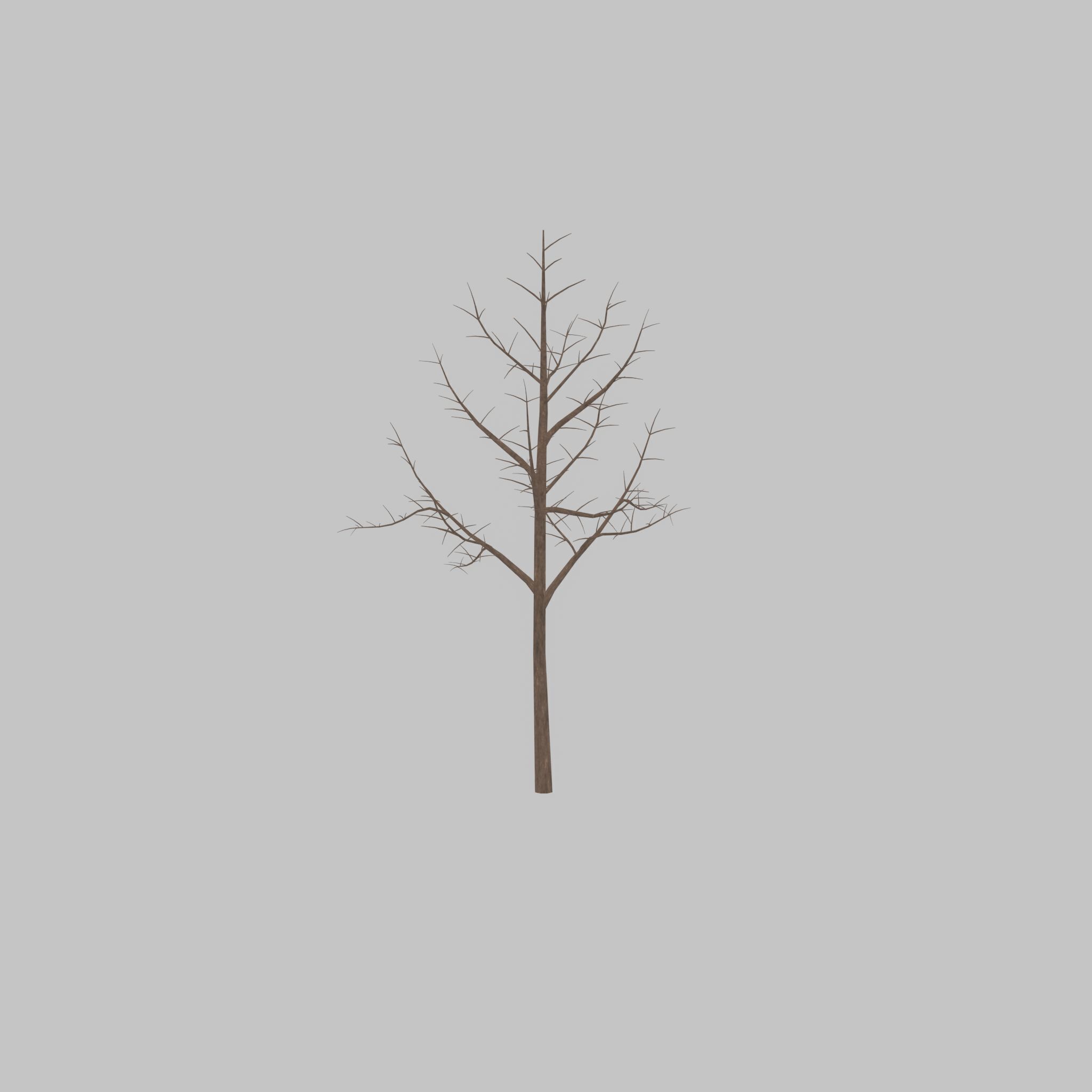 Empress tree winter 8000mm Low-poly 3D model_28