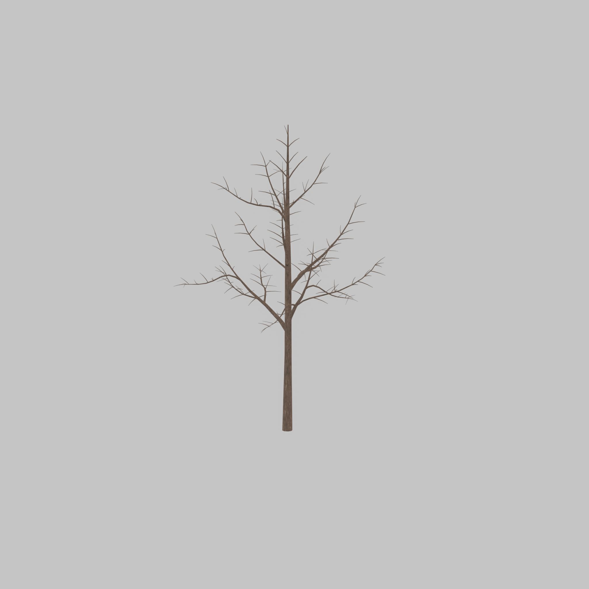 Empress tree winter 8000mm Low-poly 3D model_22
