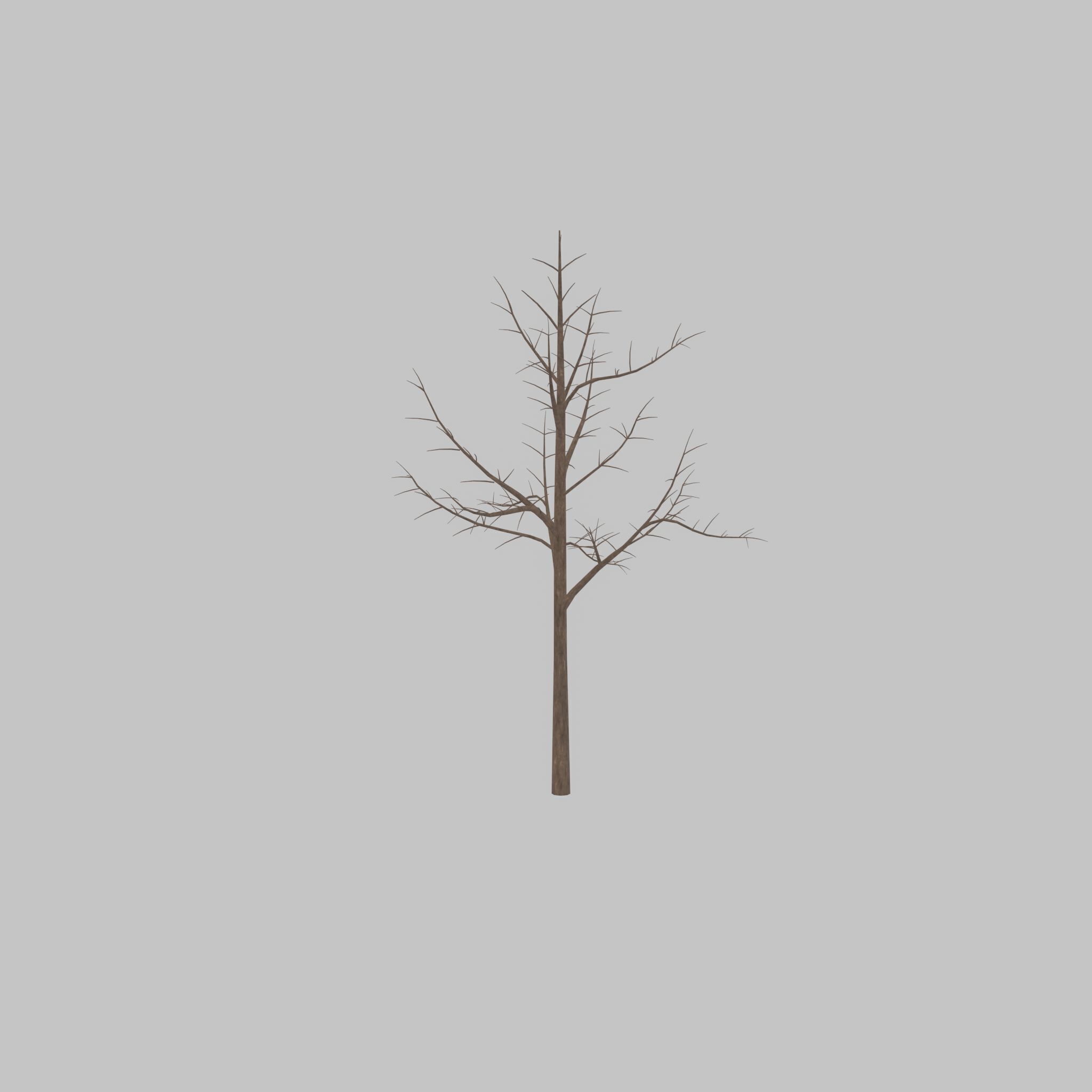 Empress tree winter 8000mm Low-poly 3D model_33