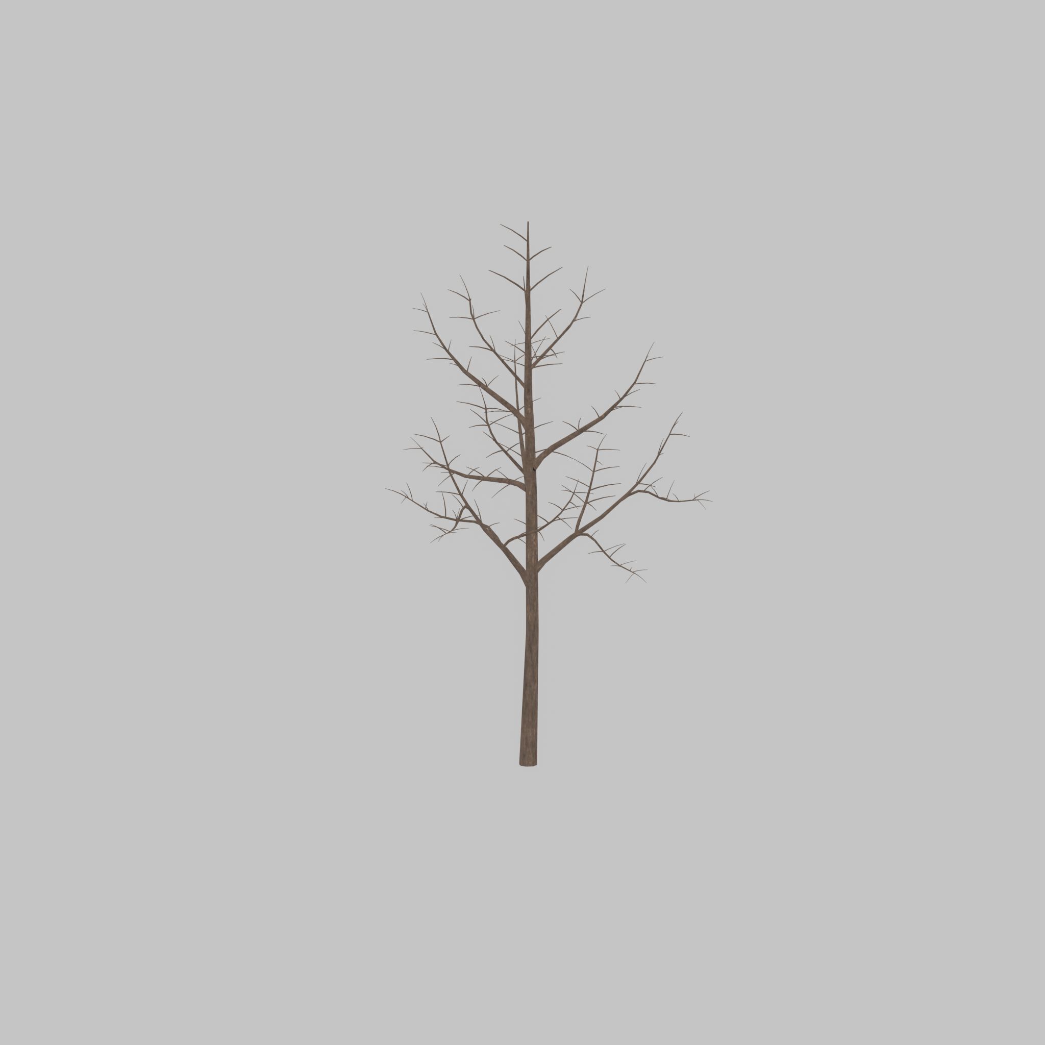 Empress tree winter 8000mm Low-poly 3D model_39