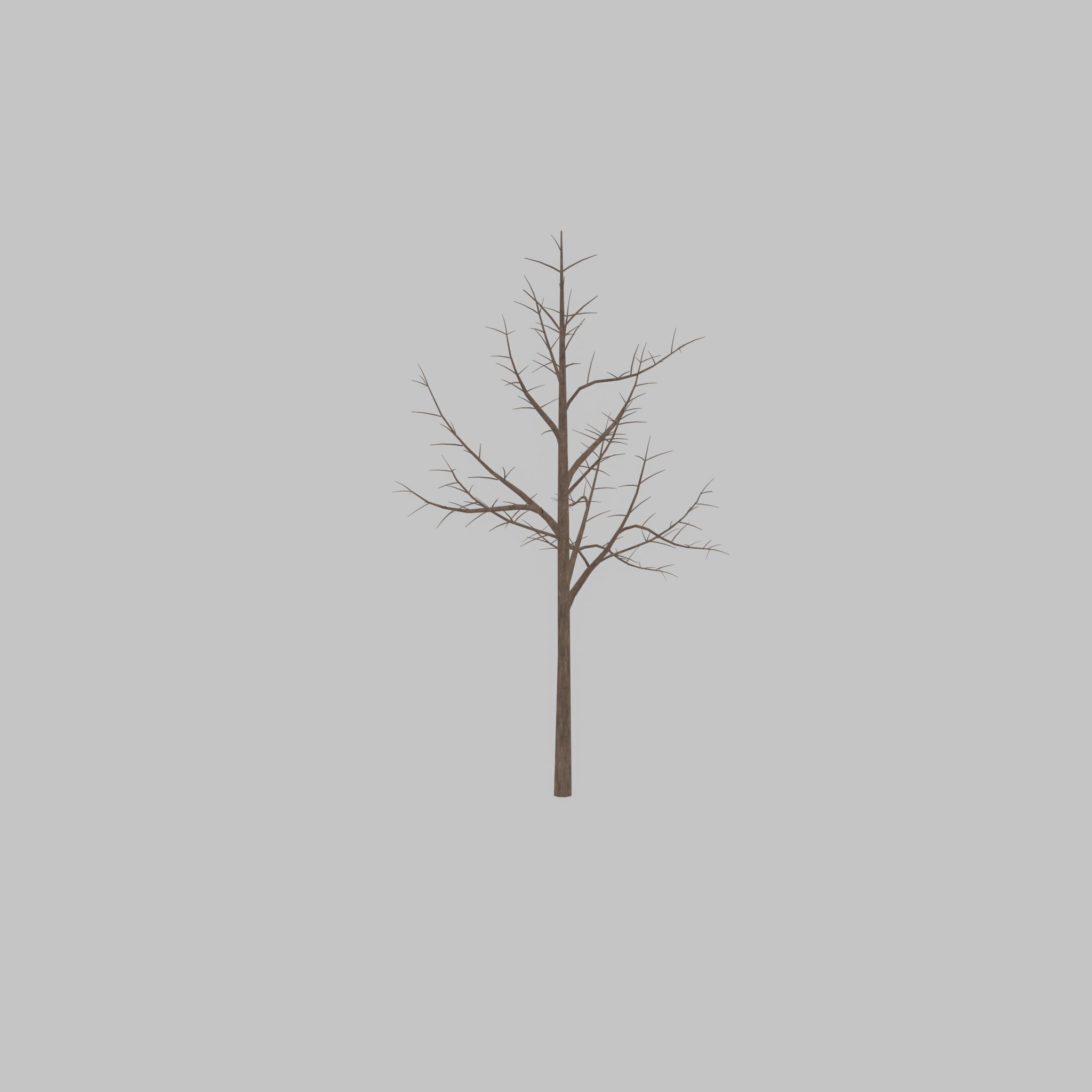 Empress tree winter 8000mm Low-poly 3D model_35
