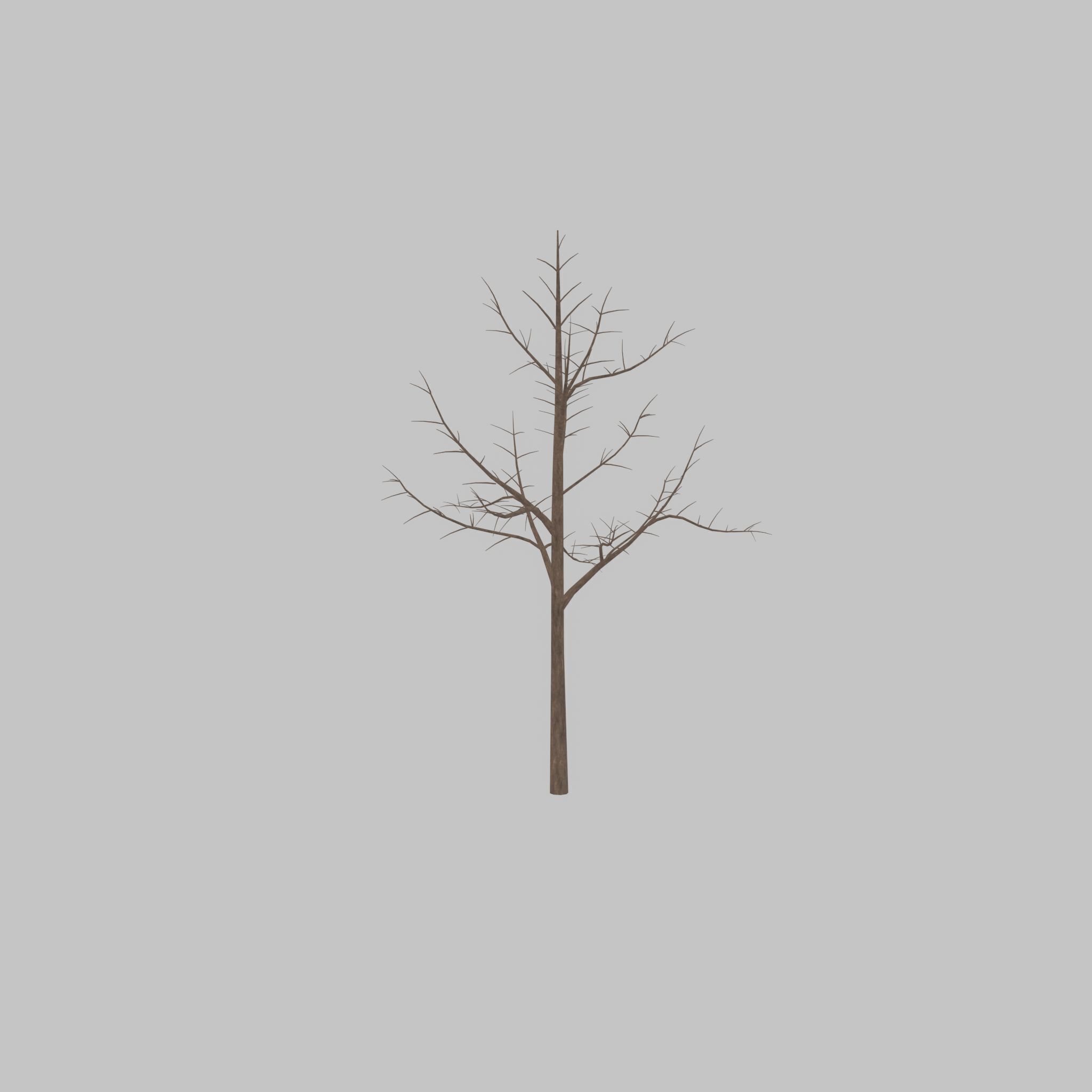 Empress tree winter 8000mm Low-poly 3D model_30