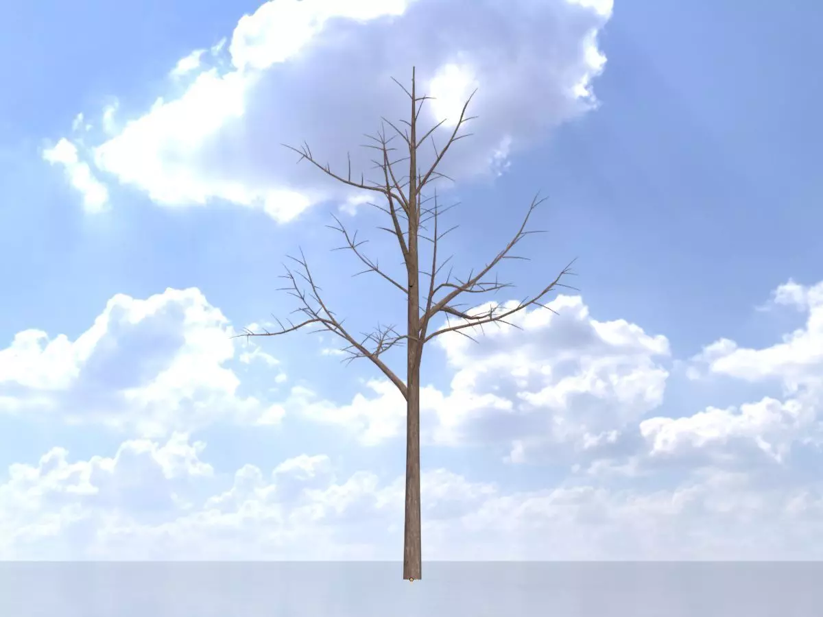 Empress tree winter 8000mm Low-poly 3D model_0