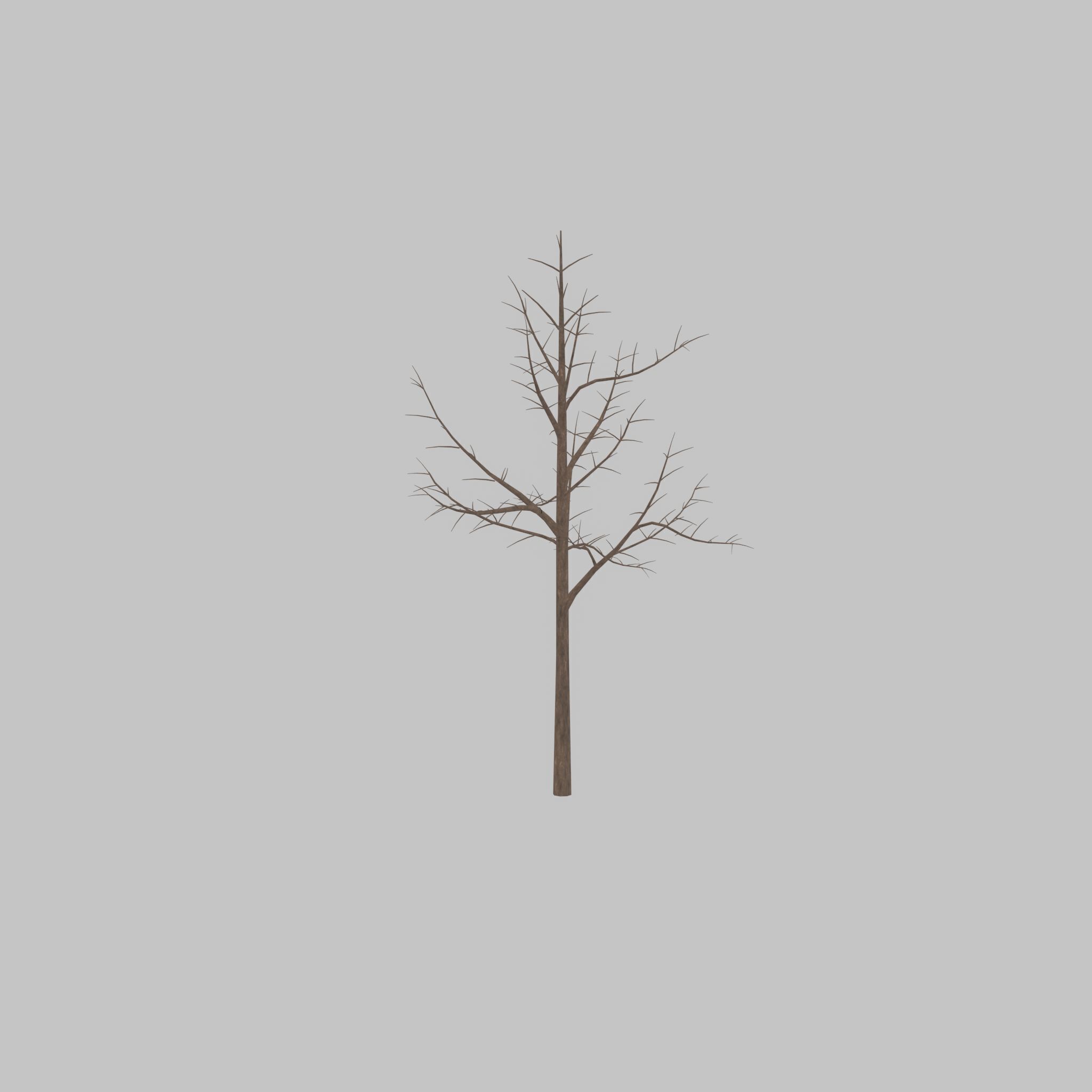 Empress tree winter 8000mm Low-poly 3D model_29