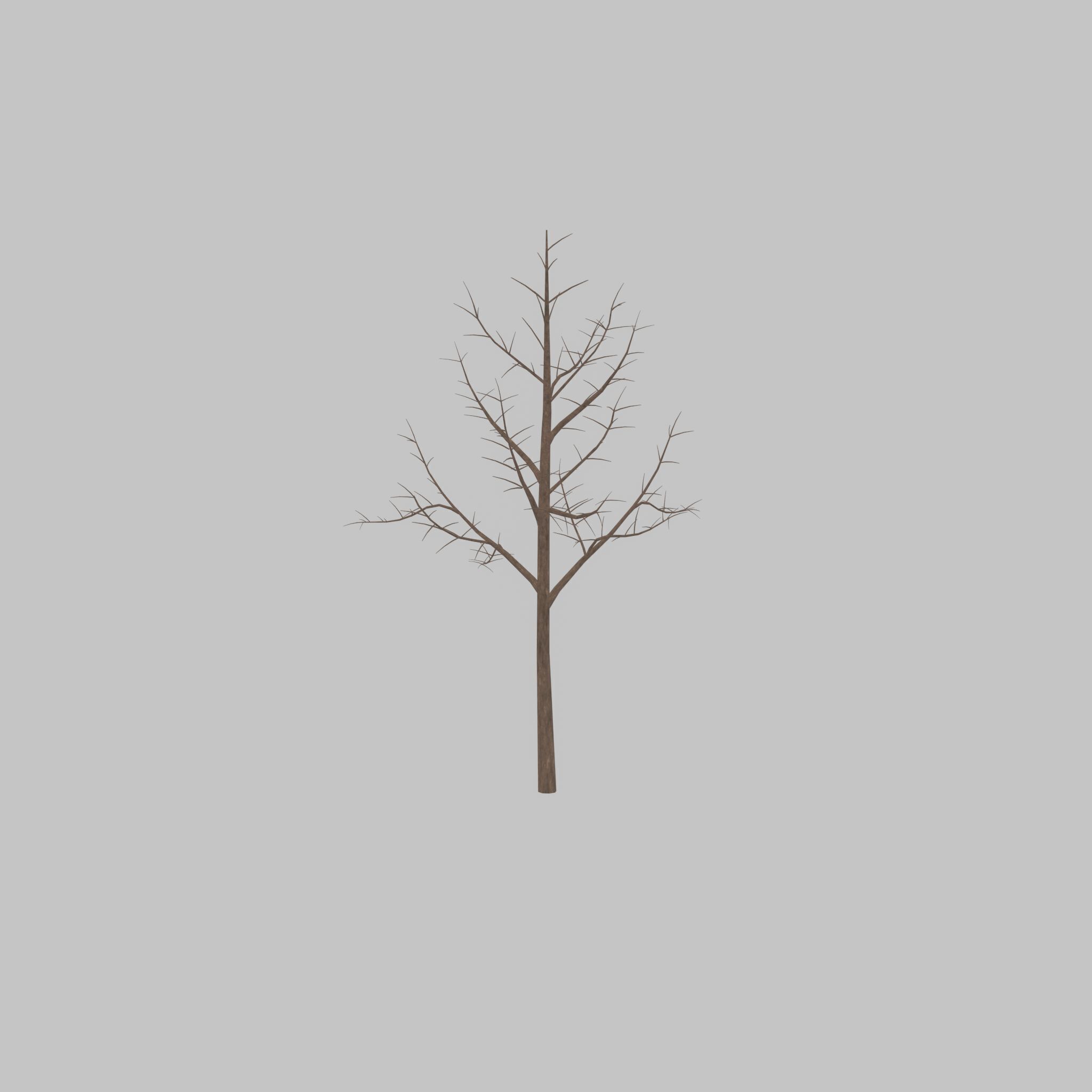 Empress tree winter 8000mm Low-poly 3D model_34