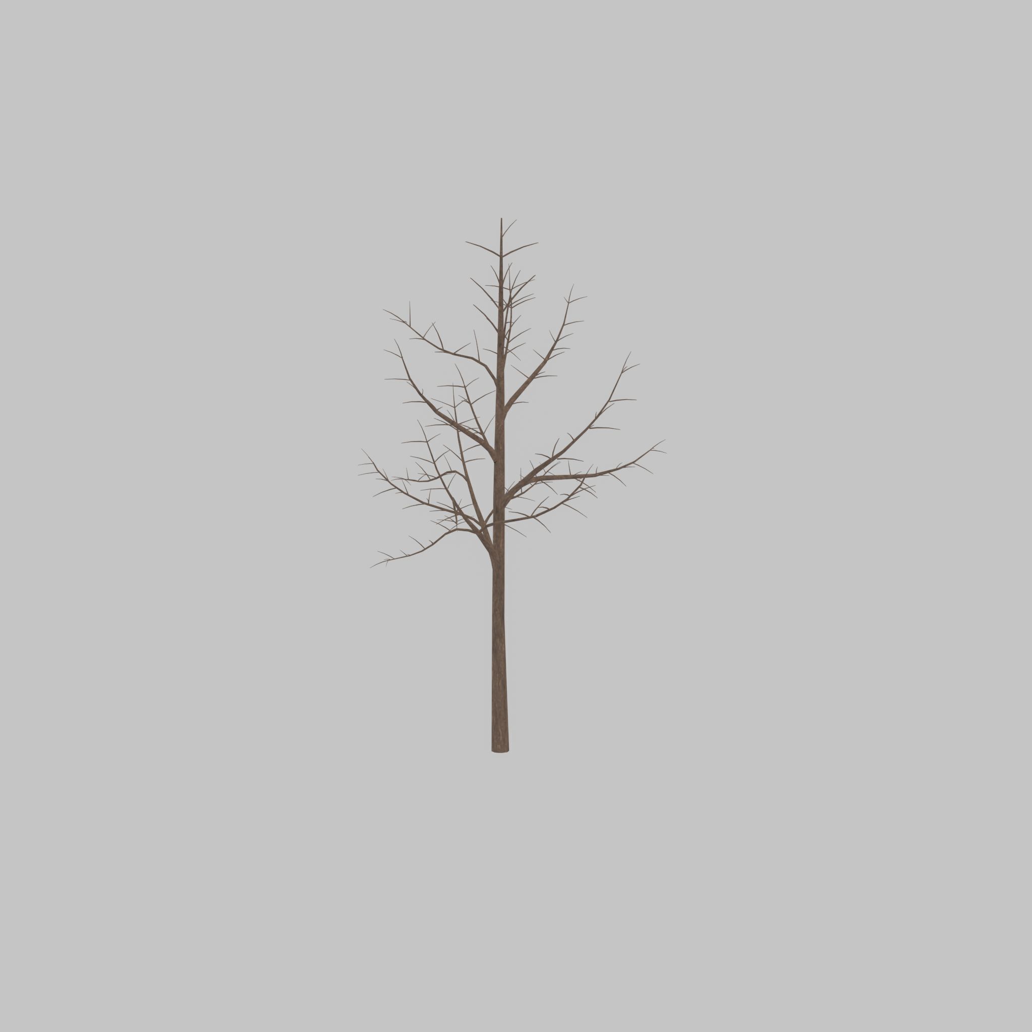 Empress tree winter 8000mm Low-poly 3D model_45