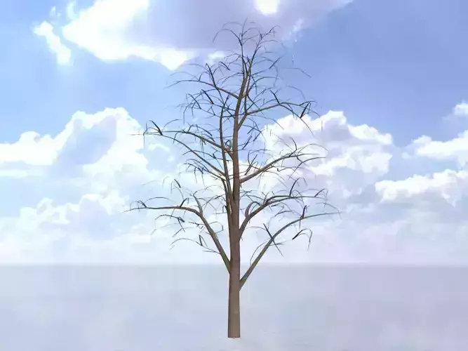Empress tree winter 16000mm Low-poly 3D model