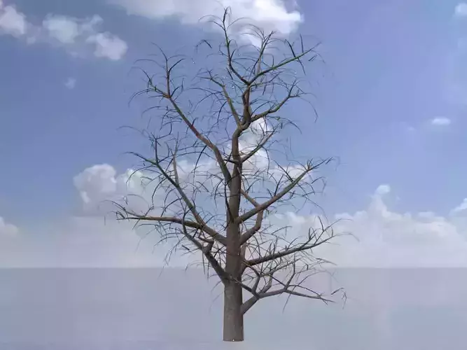 Empress tree winter 21000mm Low-poly 3D model
