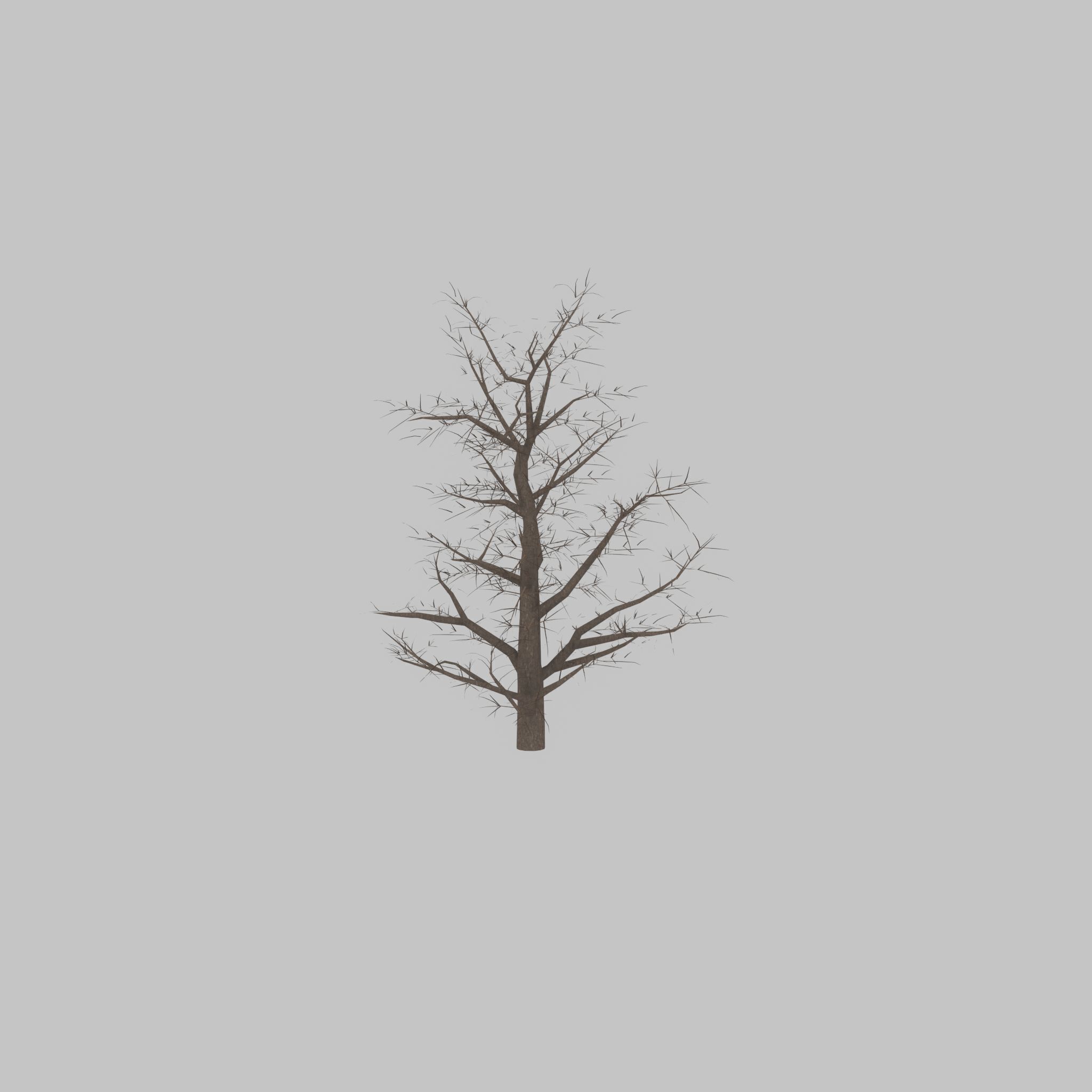 Empress tree winter 30000mm Low-poly 3D model_33