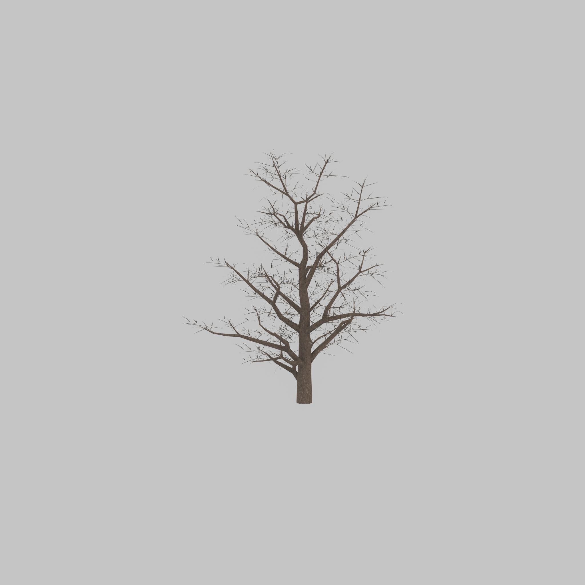 Empress tree winter 30000mm Low-poly 3D model_37