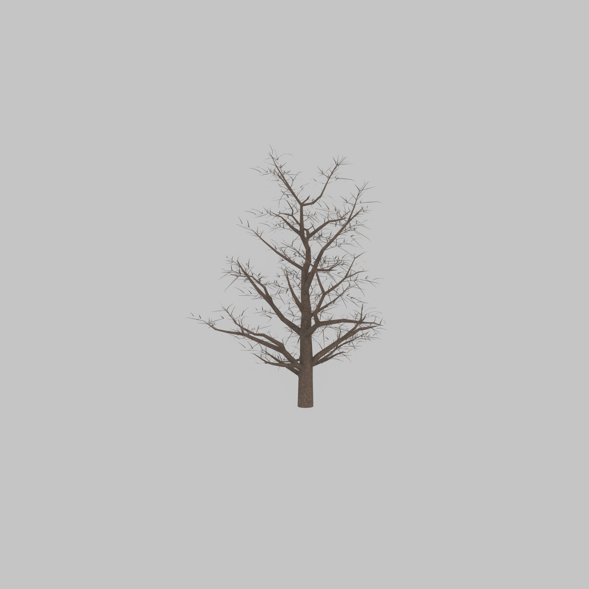 Empress tree winter 30000mm Low-poly 3D model_43