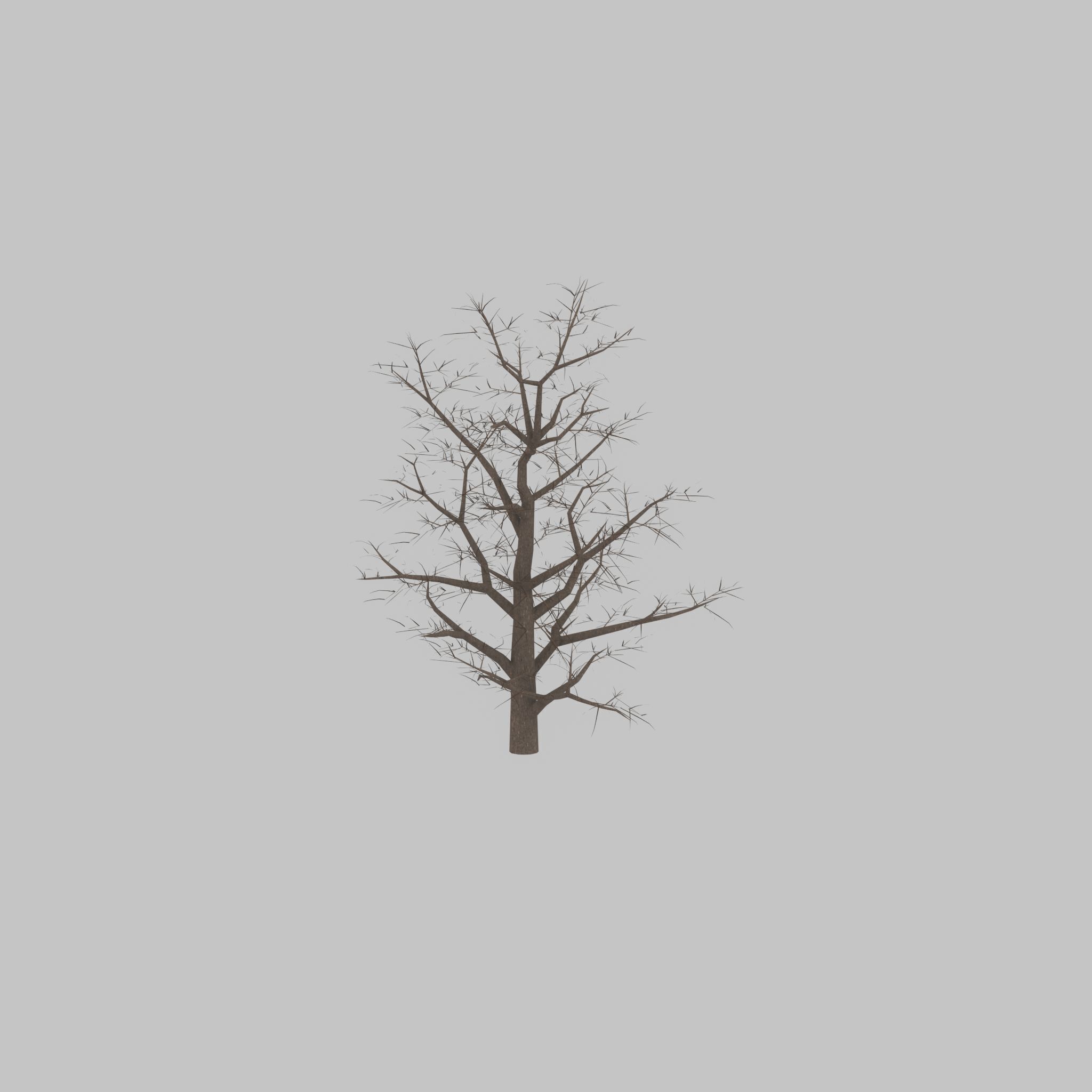 Empress tree winter 30000mm Low-poly 3D model_45