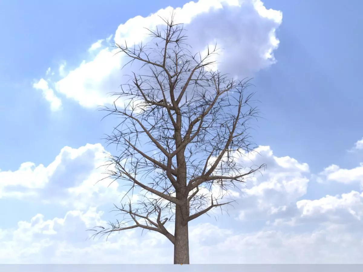 Empress tree winter 30000mm Low-poly 3D model_0