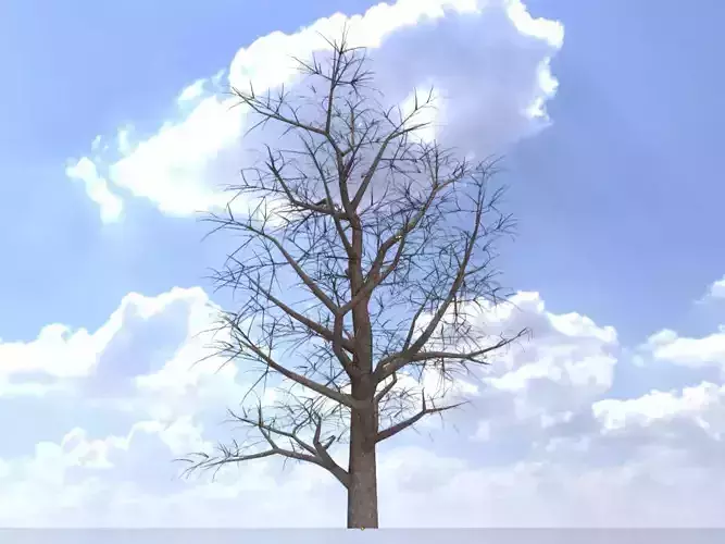 Empress tree winter 30000mm Low-poly 3D model