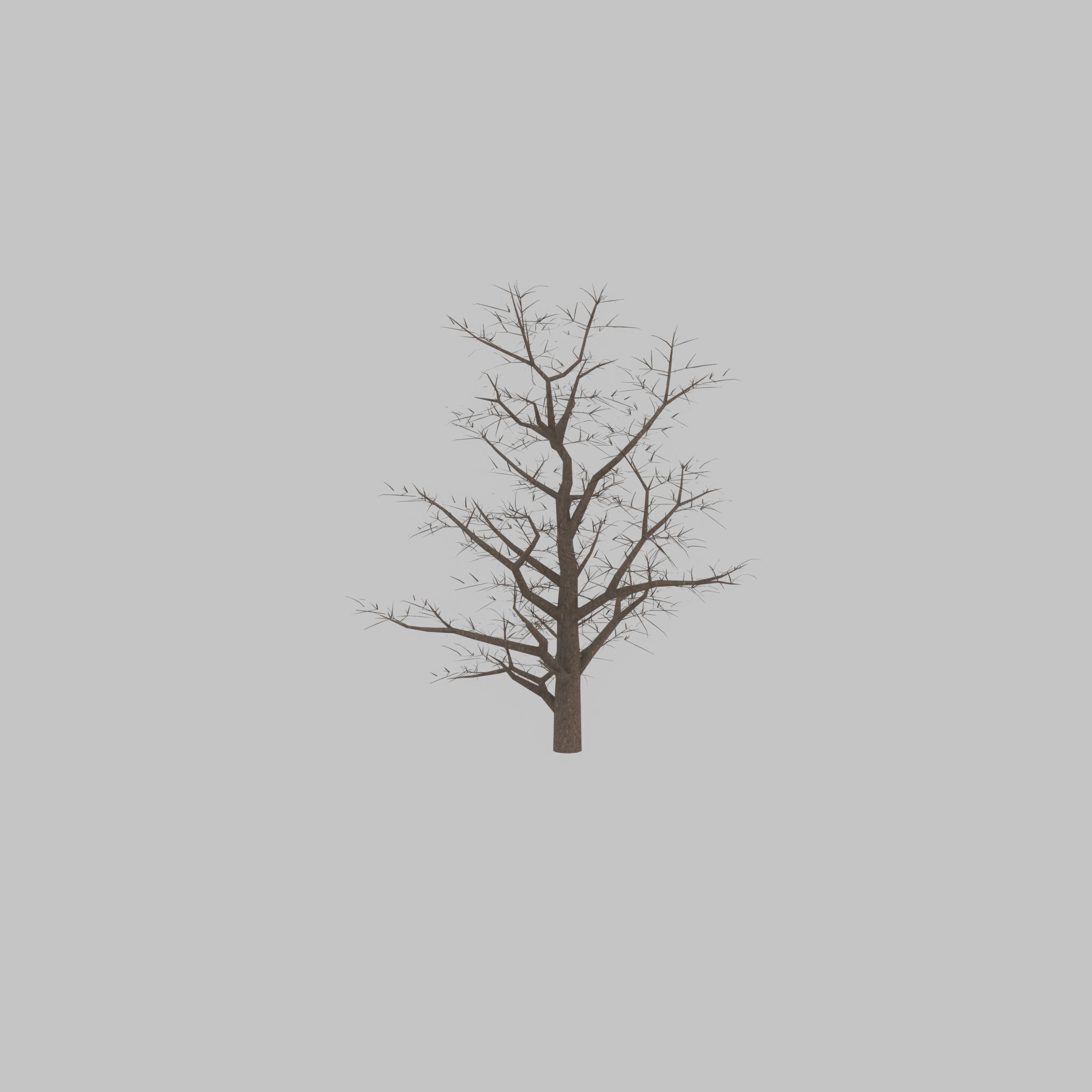 Empress tree winter 30000mm Low-poly 3D model_36