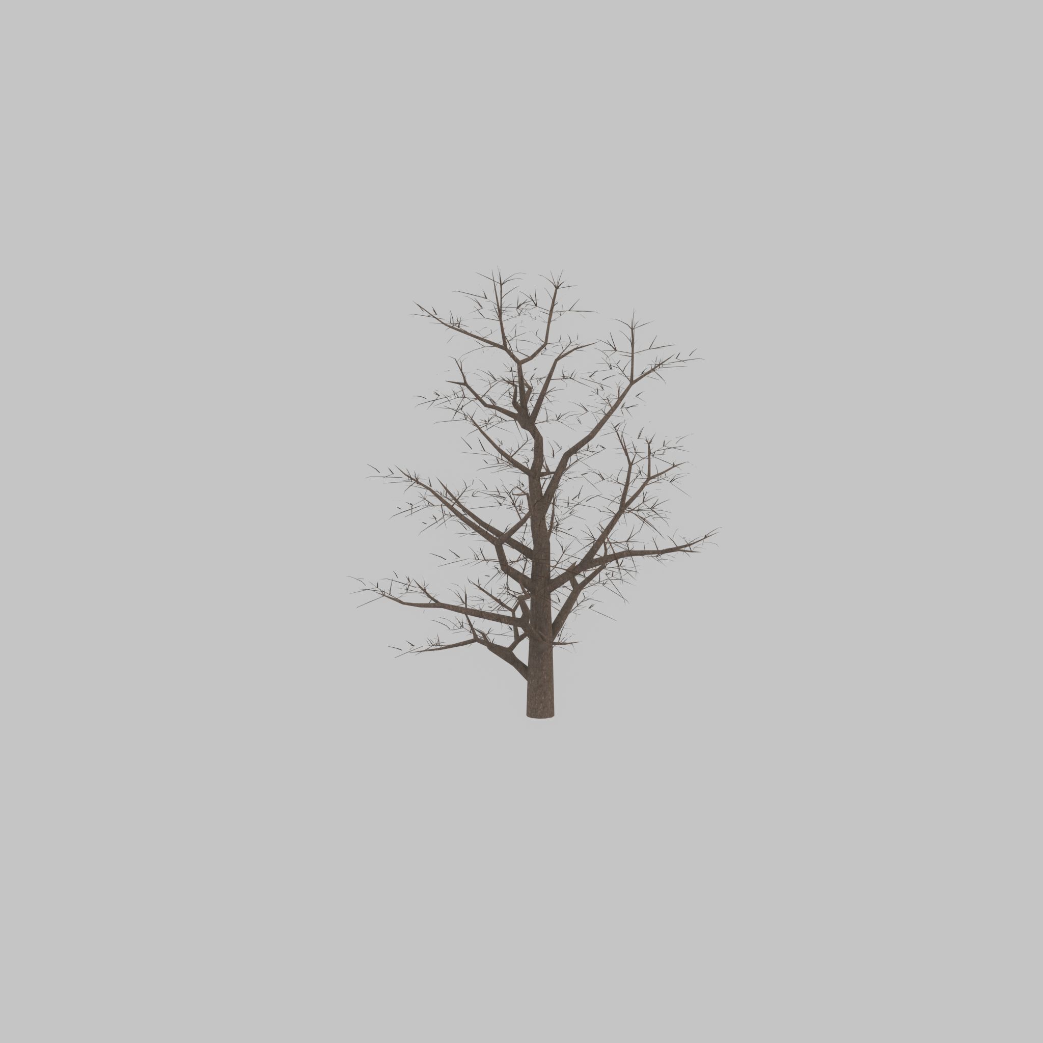 Empress tree winter 30000mm Low-poly 3D model_44
