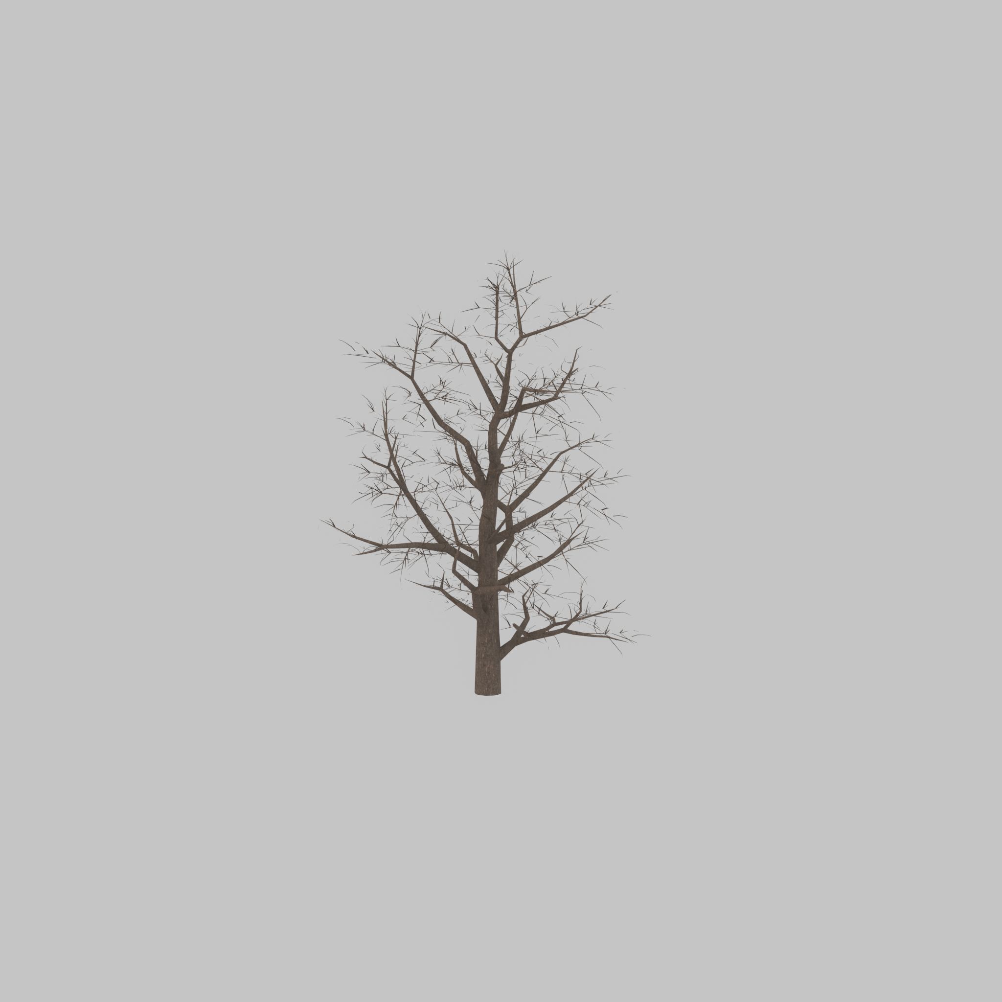 Empress tree winter 30000mm Low-poly 3D model_28
