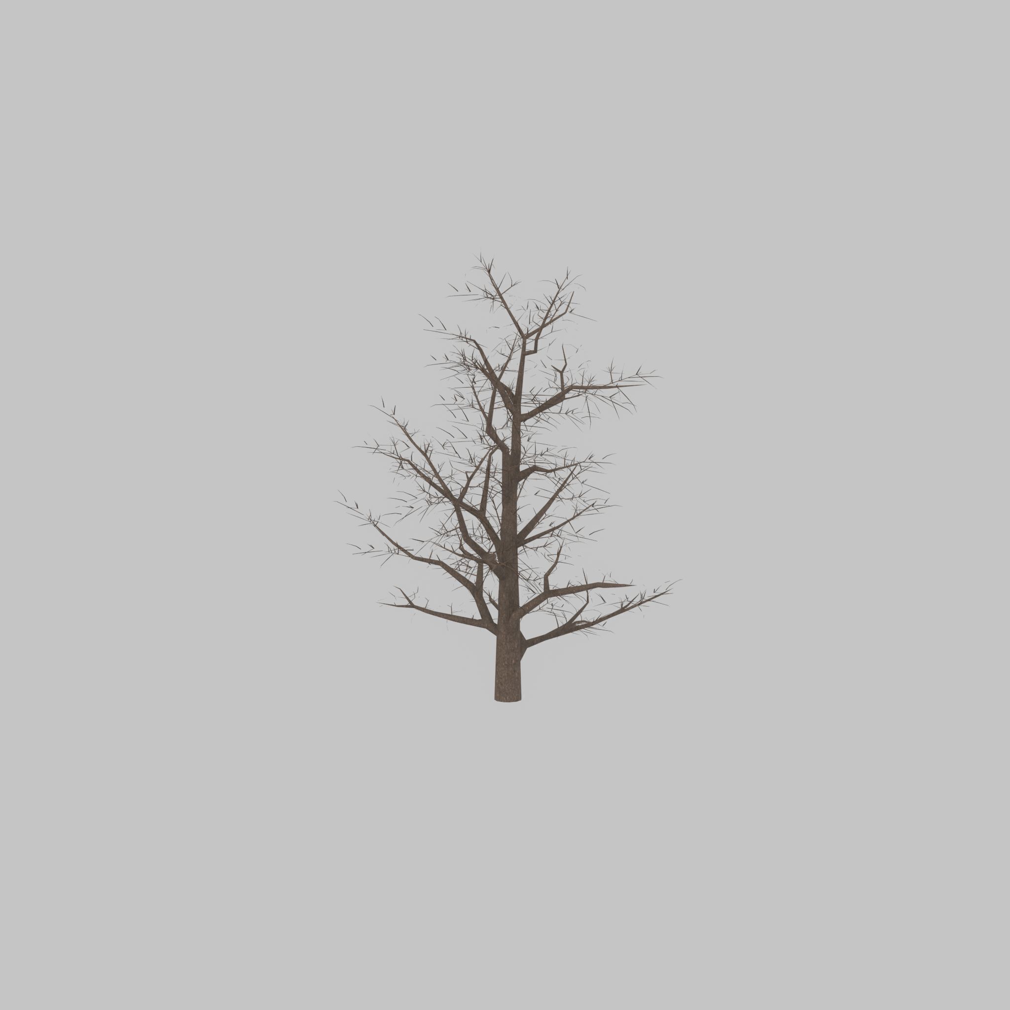 Empress tree winter 30000mm Low-poly 3D model_24