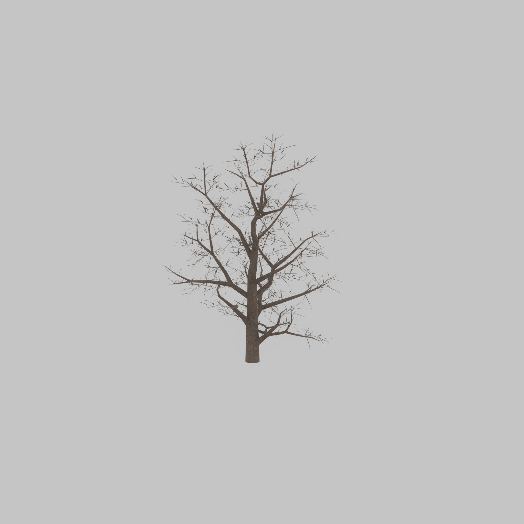 Empress tree winter 30000mm Low-poly 3D model_49