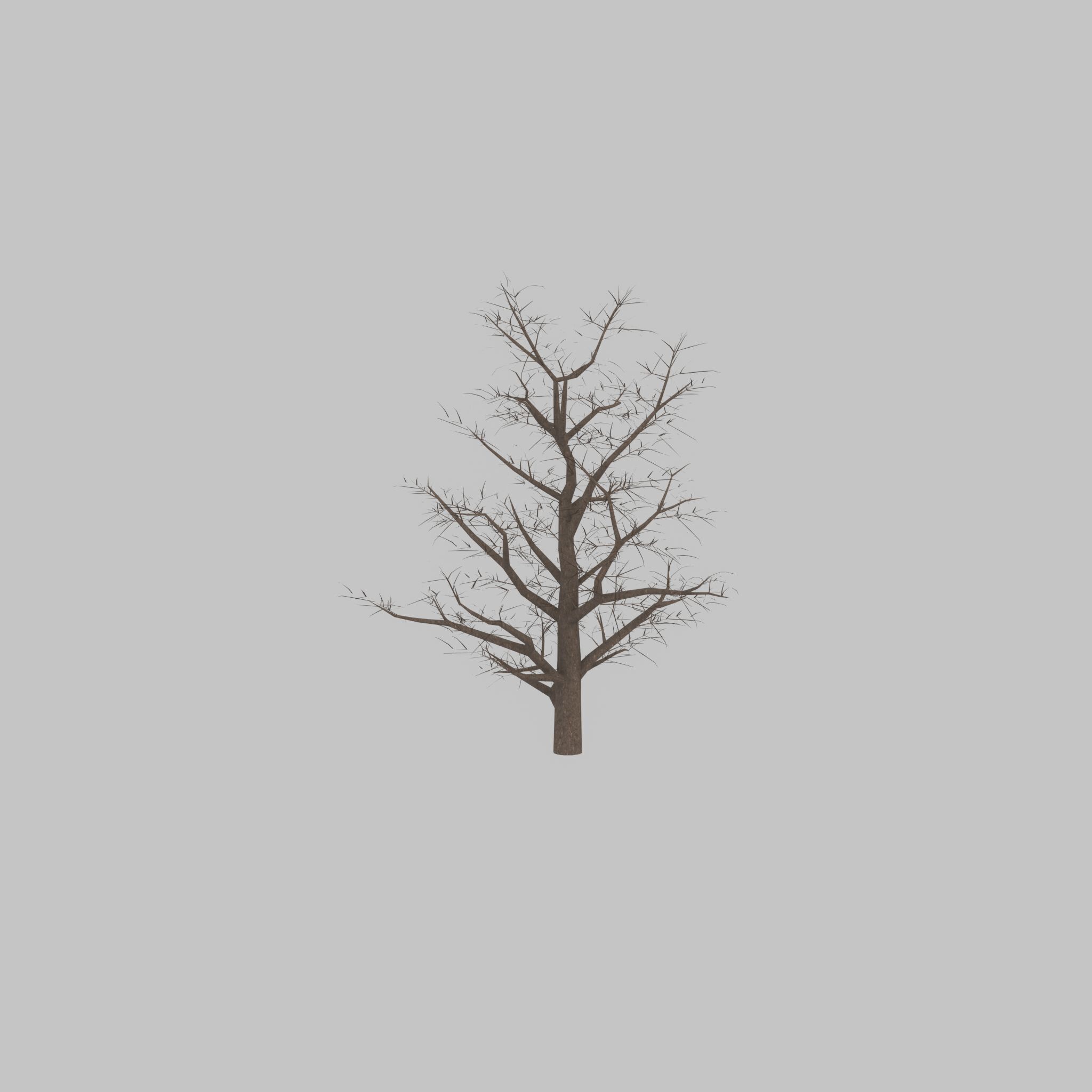 Empress tree winter 30000mm Low-poly 3D model_46
