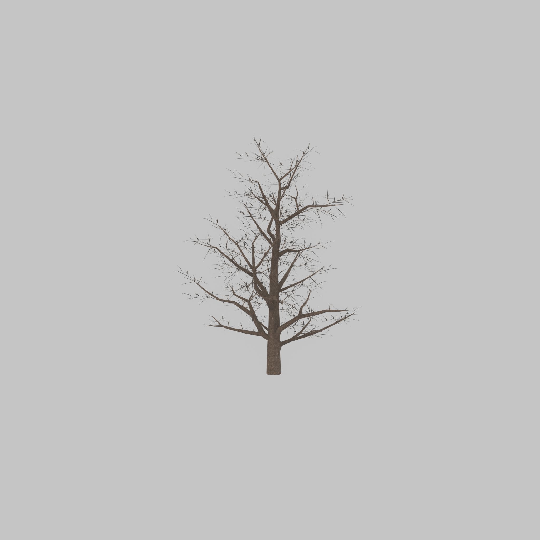 Empress tree winter 30000mm Low-poly 3D model_40