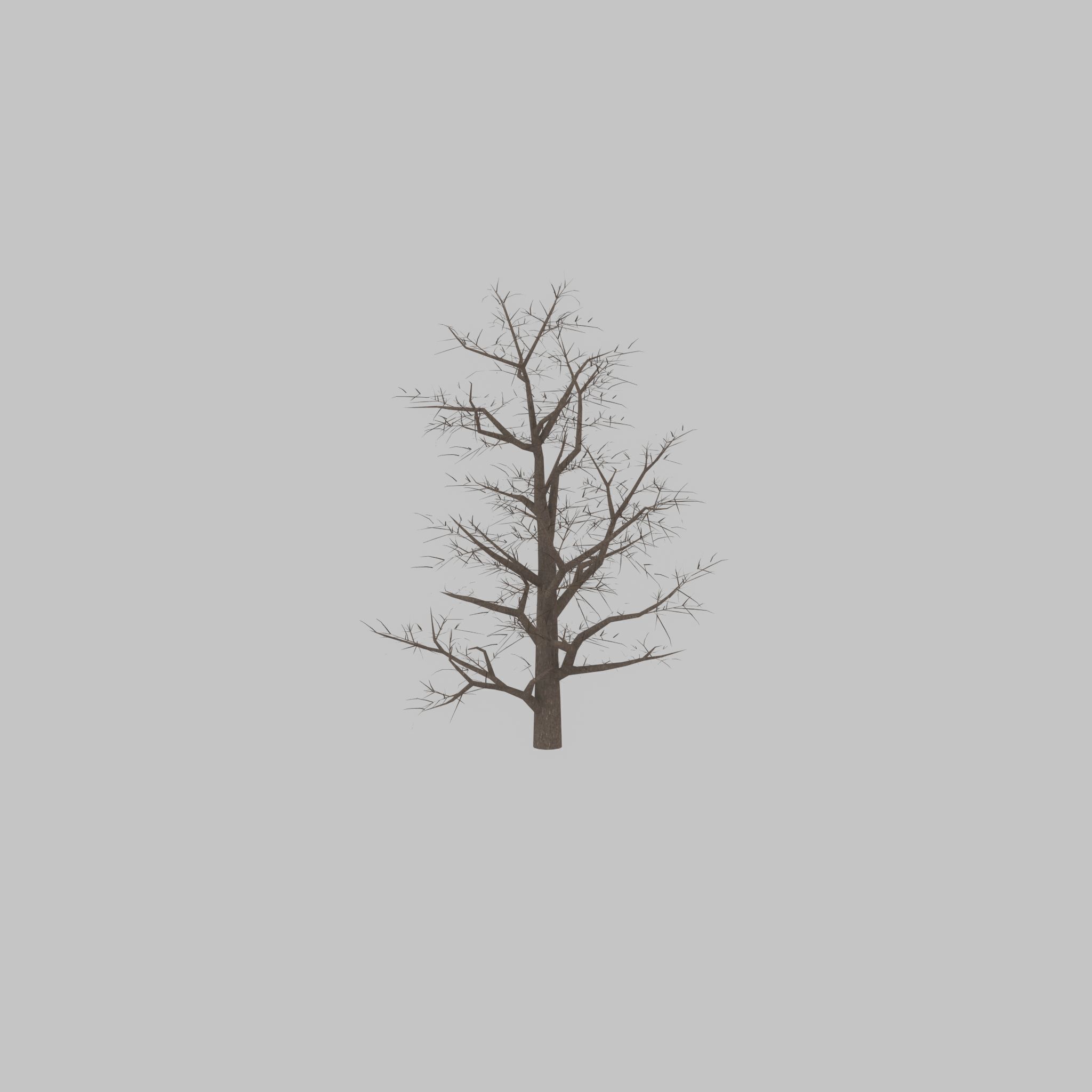 Empress tree winter 30000mm Low-poly 3D model_35