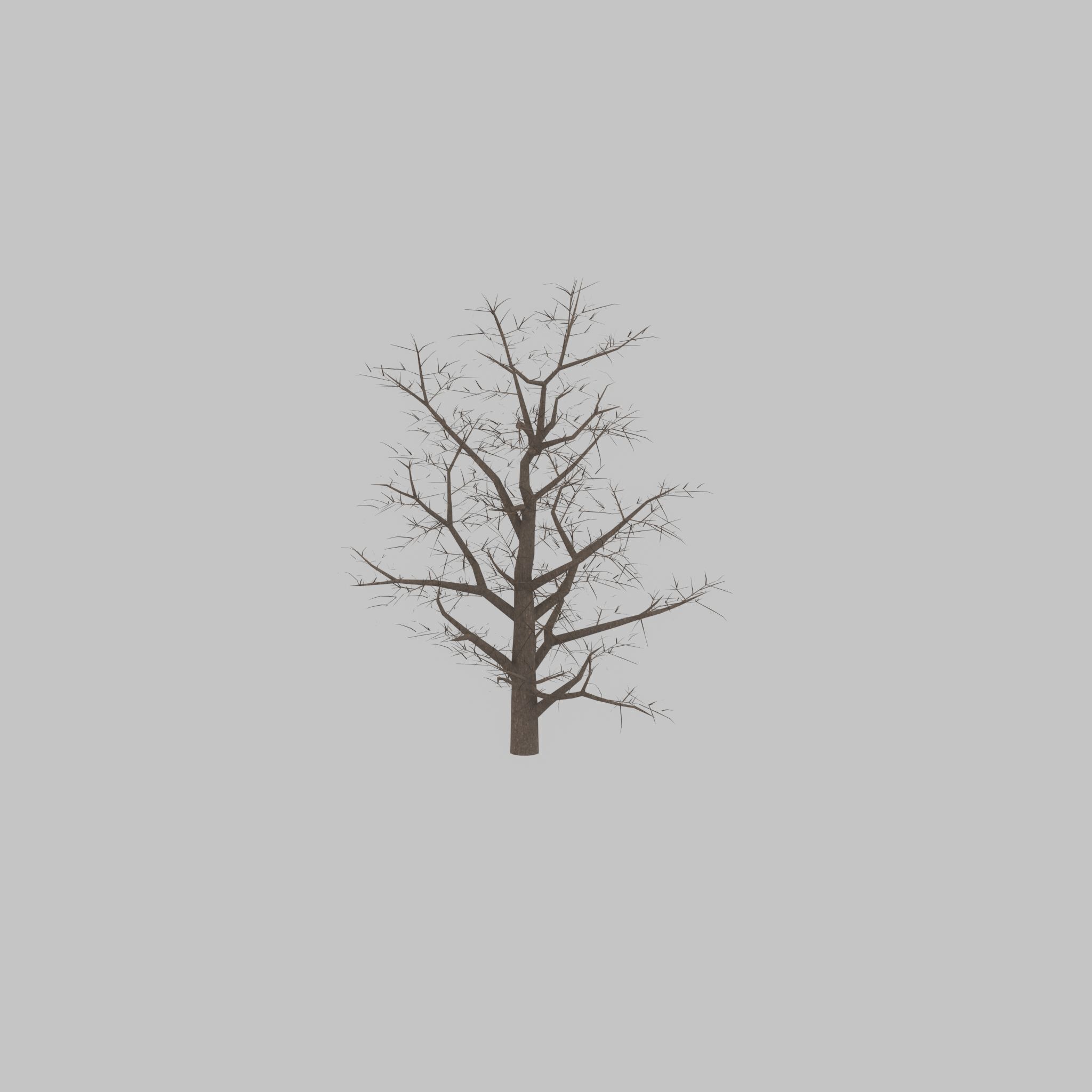 Empress tree winter 30000mm Low-poly 3D model_27