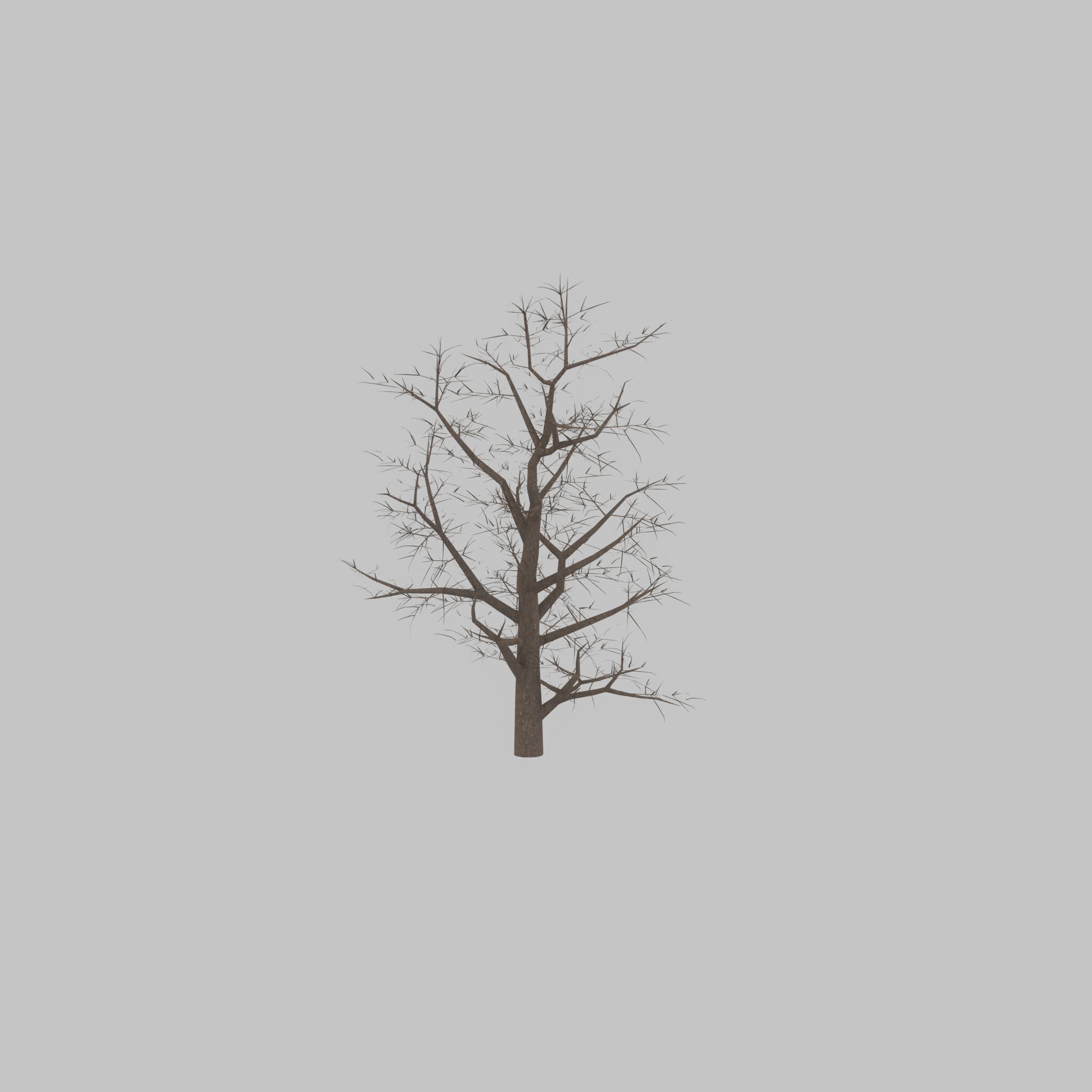 Empress tree winter 30000mm Low-poly 3D model_25