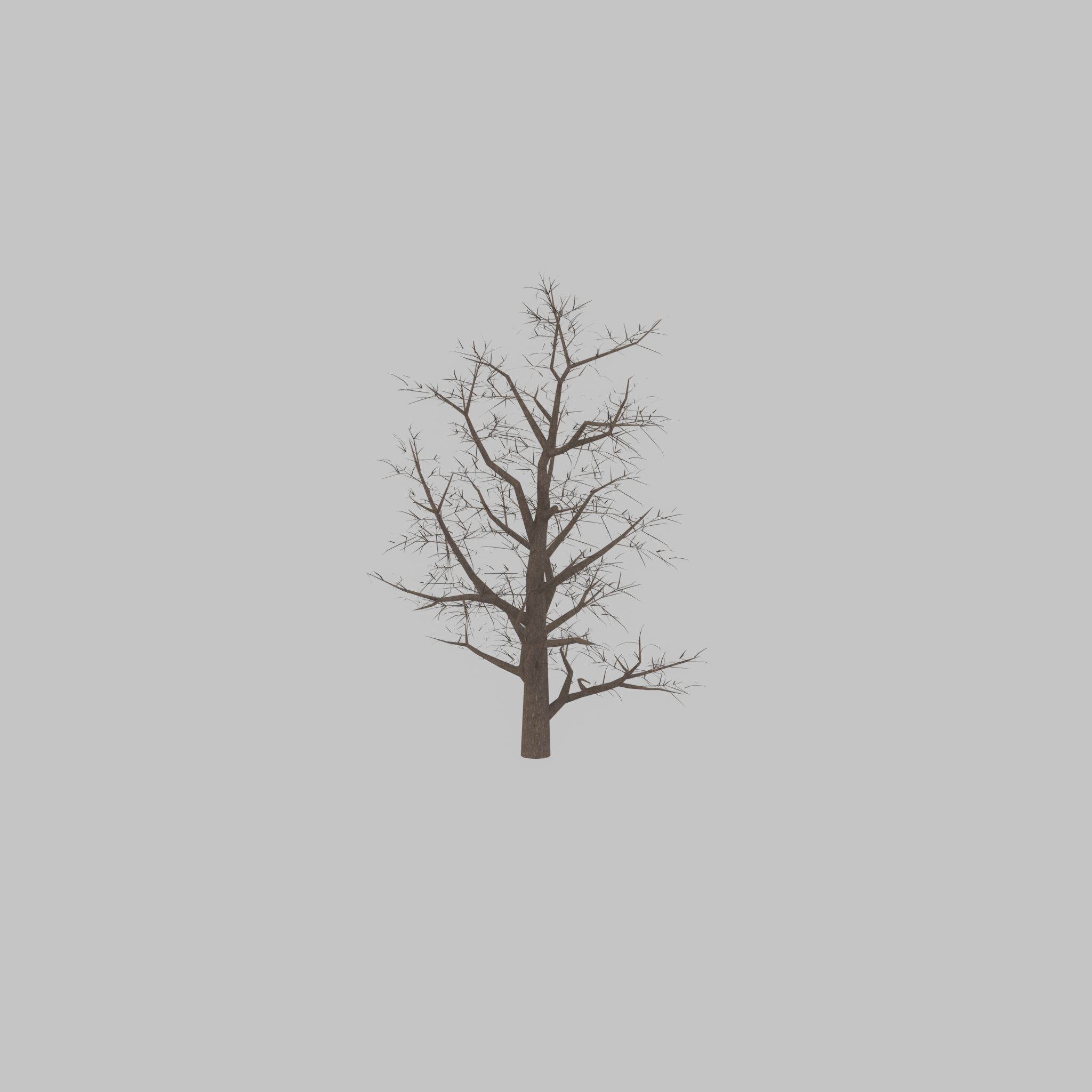 Empress tree winter 30000mm Low-poly 3D model_26