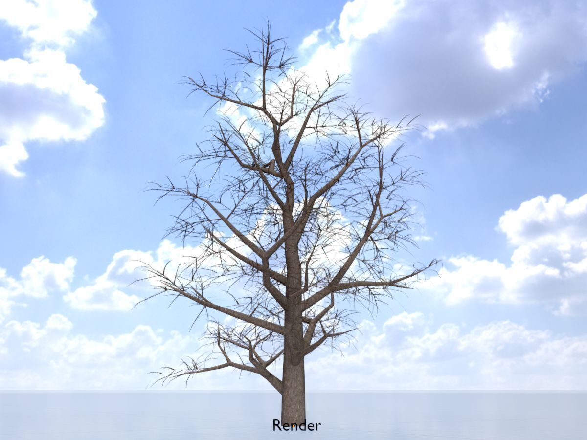 Empress tree winter 30000mm Low-poly 3D model_6