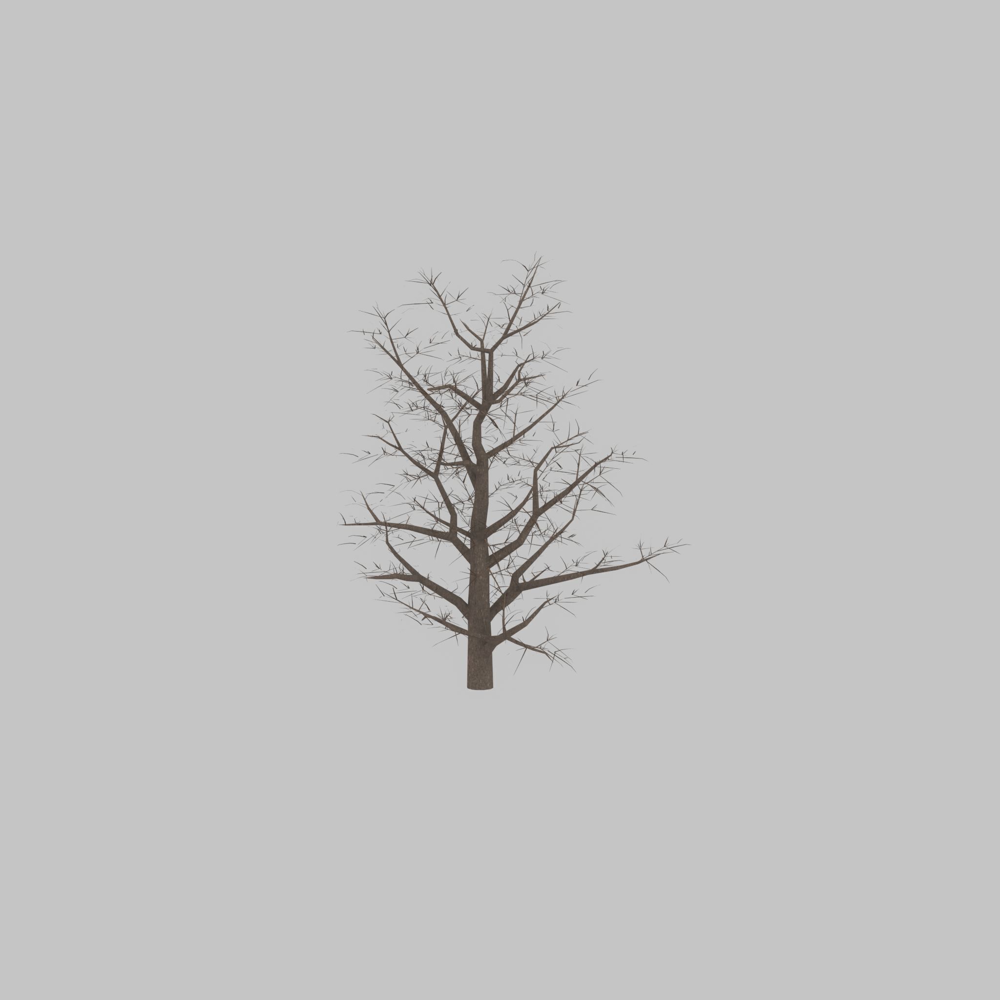 Empress tree winter 30000mm Low-poly 3D model_30