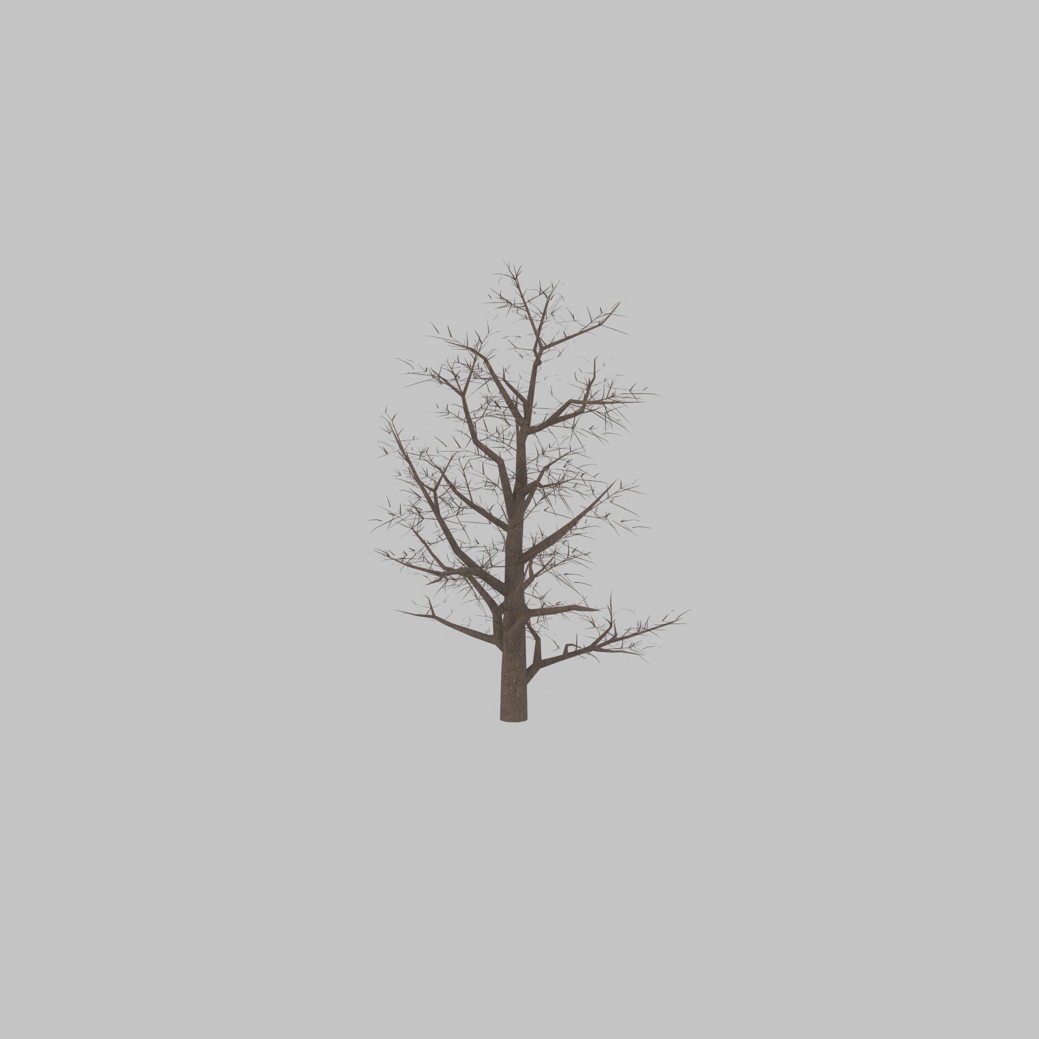 Empress tree winter 30000mm Low-poly 3D model_22