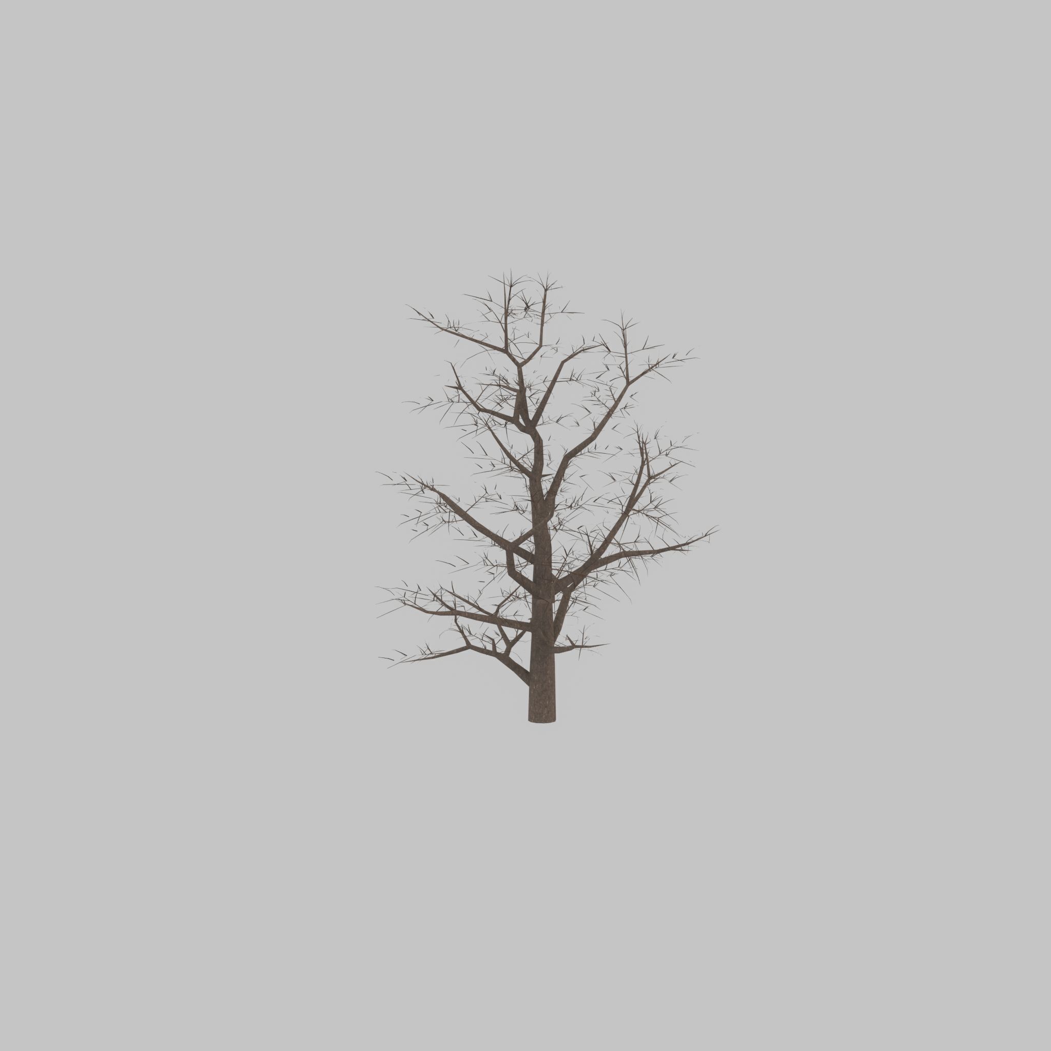 Empress tree winter 30000mm Low-poly 3D model_50