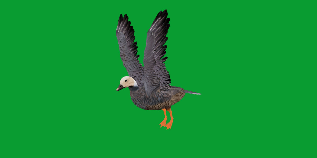 Emperor Goose Bird Low-poly 3D model_4