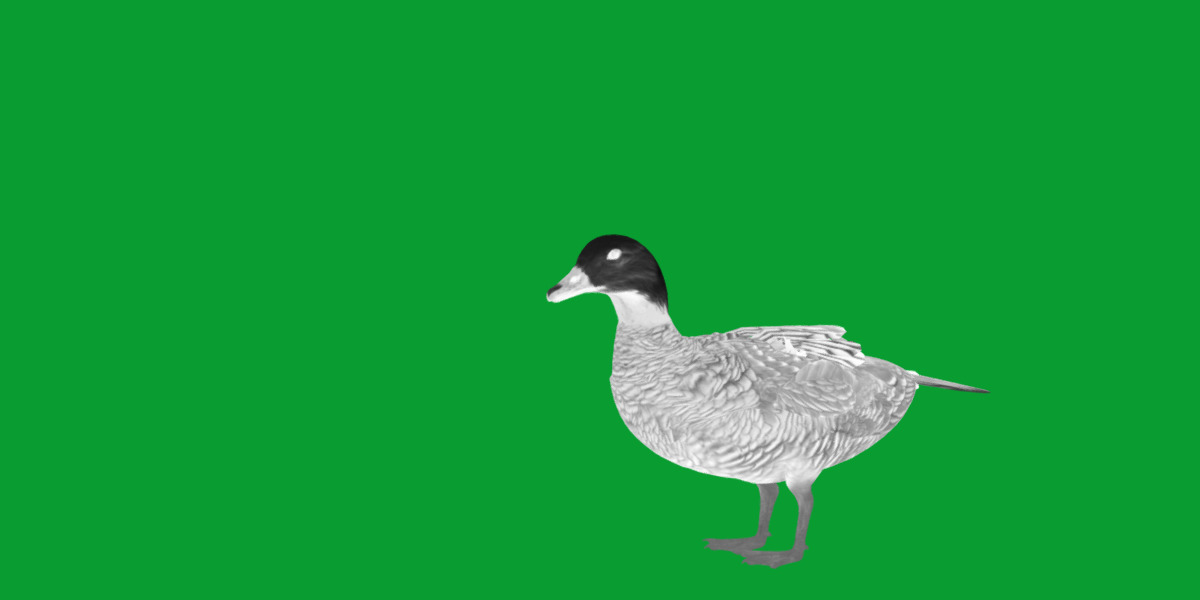 Emperor Goose Bird Low-poly 3D model_7